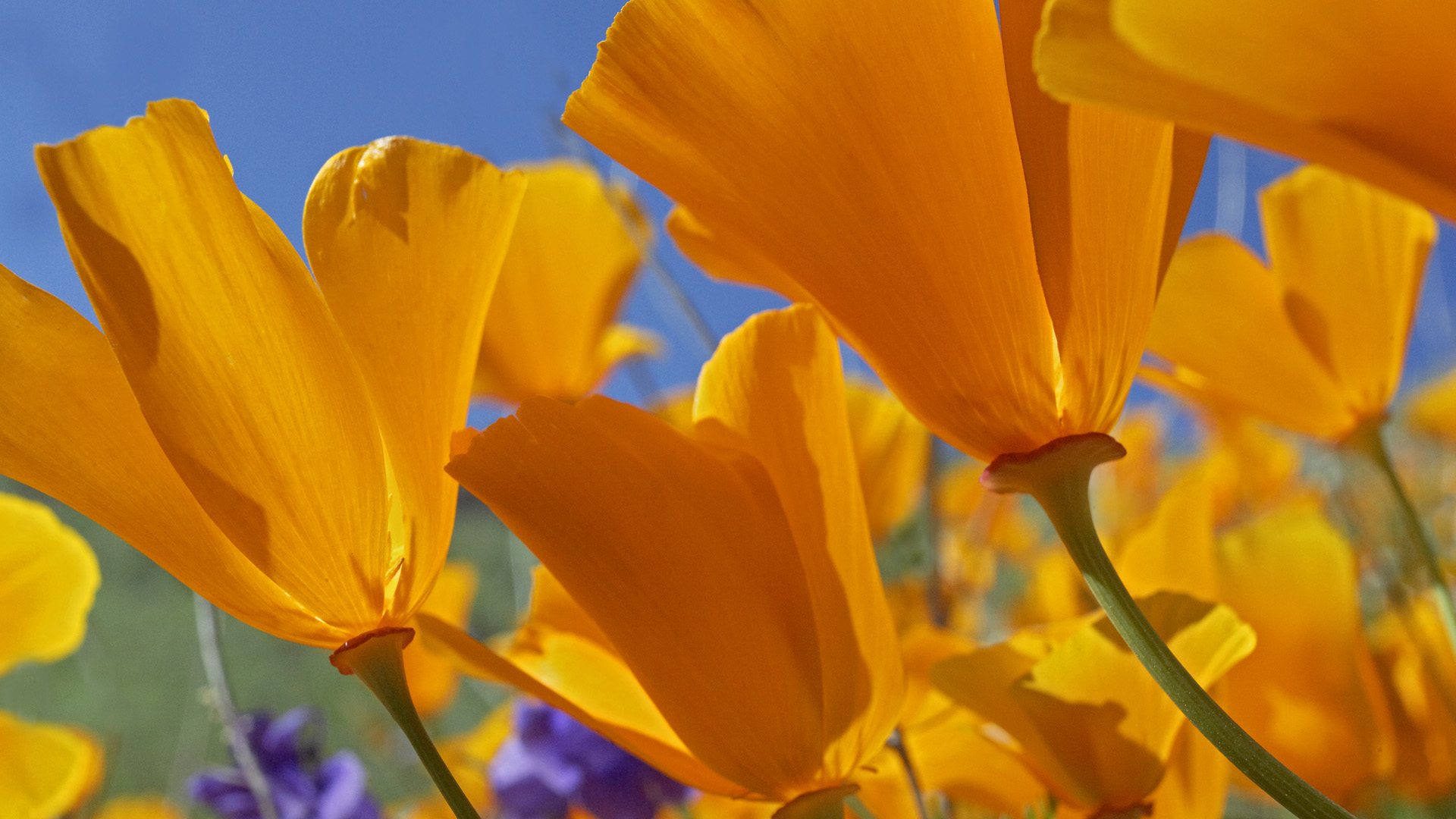 Laden Sie das Blumen, Blume, Erde/natur-Bild kostenlos auf Ihren PC-Desktop herunter