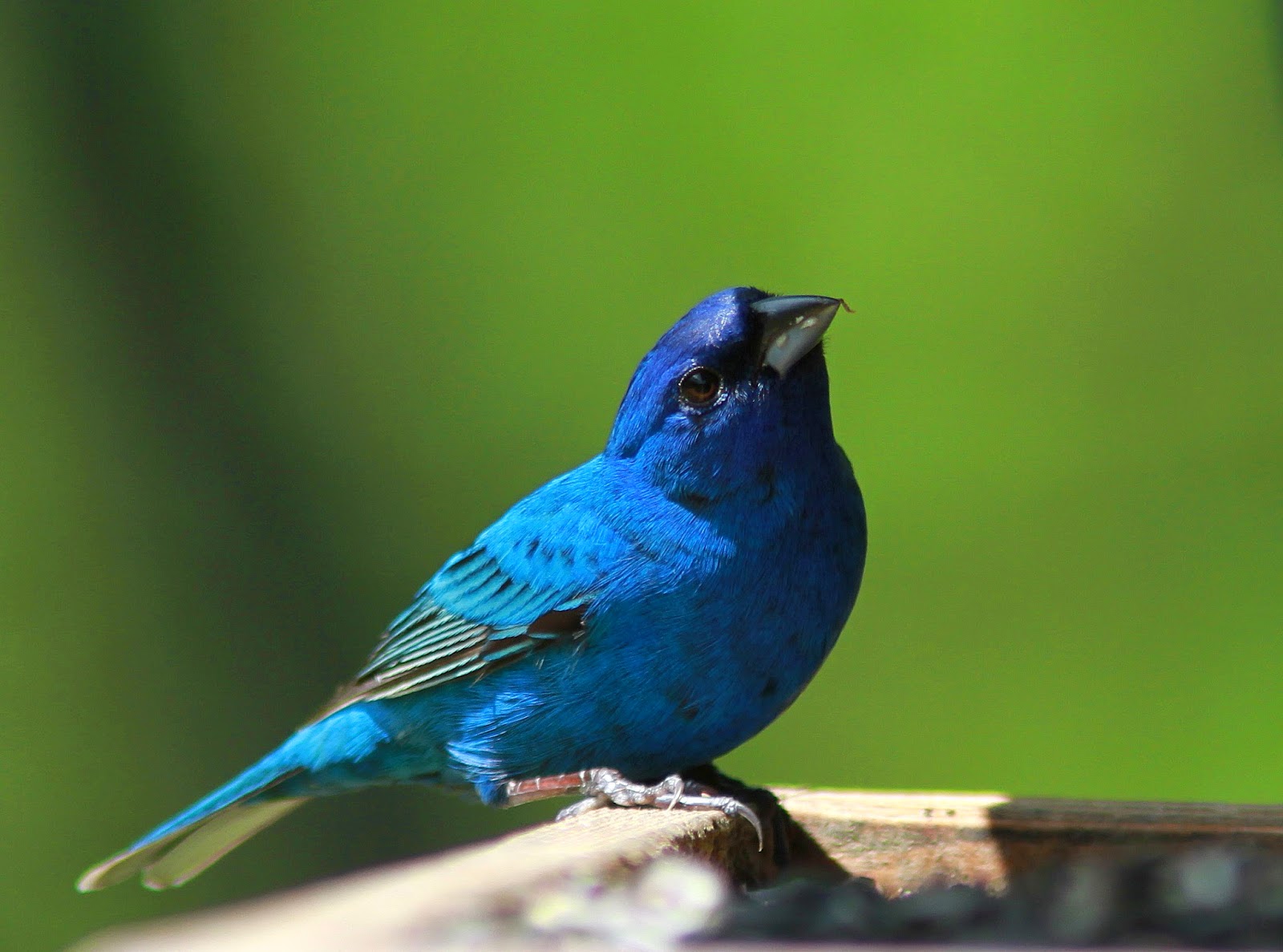 無料モバイル壁紙動物, 鳥, 青い, インディゴホオジロをダウンロードします。