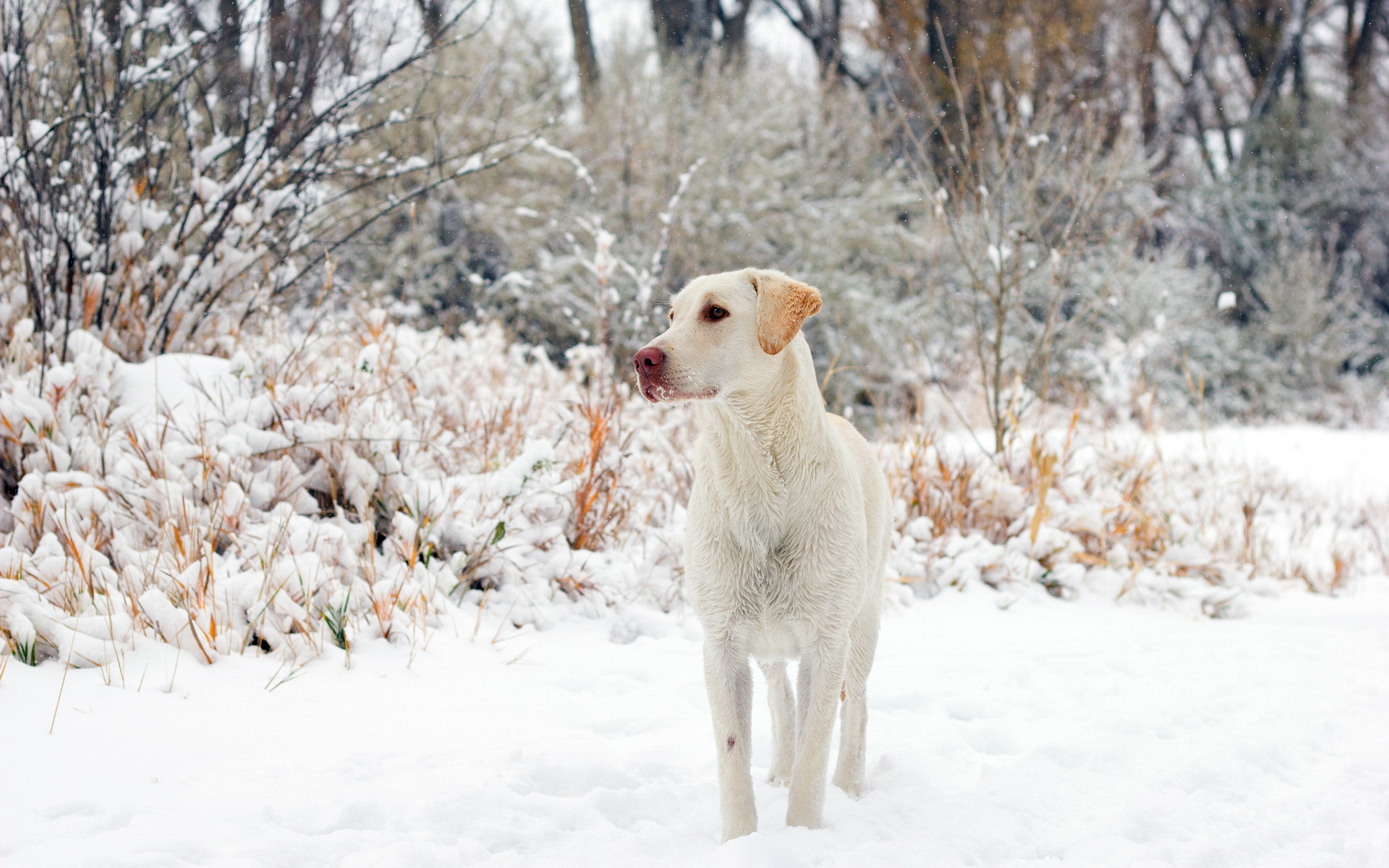 Laden Sie das Tiere, Hunde, Hund-Bild kostenlos auf Ihren PC-Desktop herunter