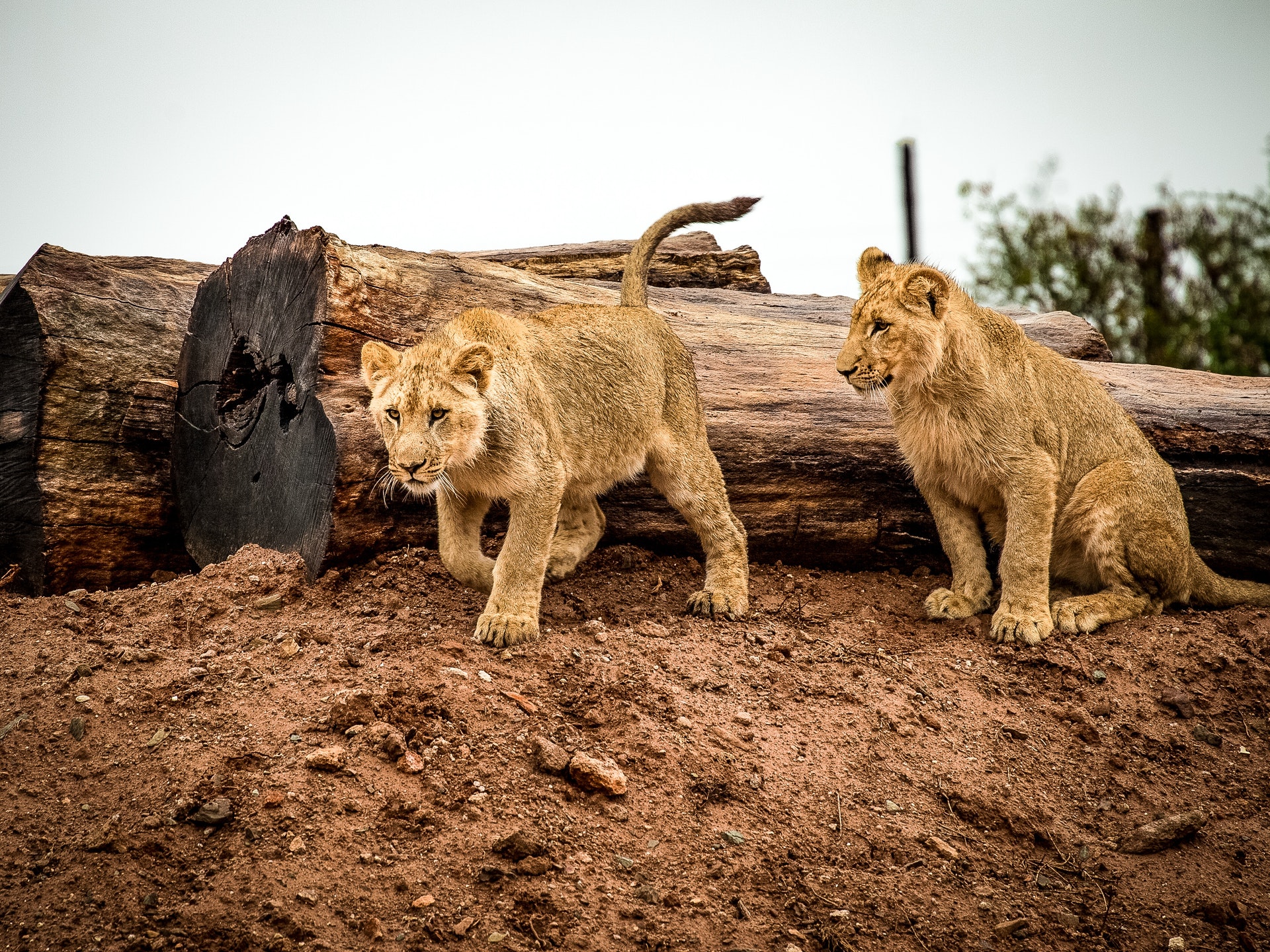 Téléchargez des papiers peints mobile Animaux, Chats, Lion gratuitement.