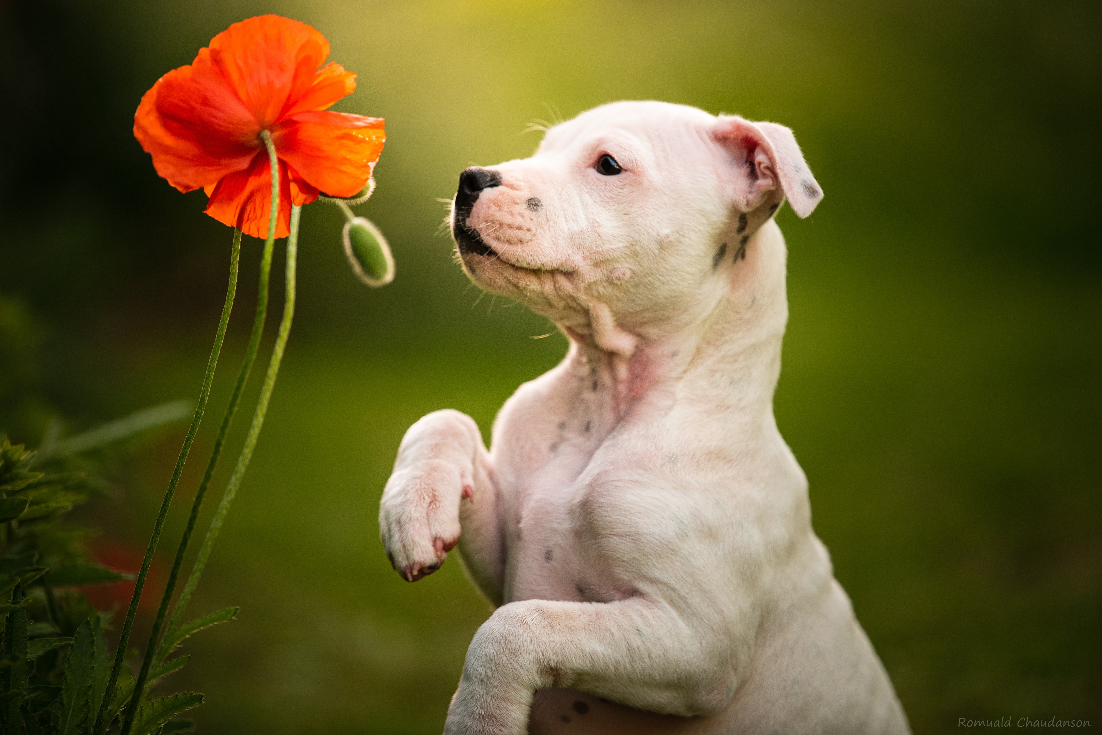 486471 завантажити шпалери тварина, щеня, пес, квітка, мак, стаффордширський бультер'єр, собаки - заставки і картинки безкоштовно