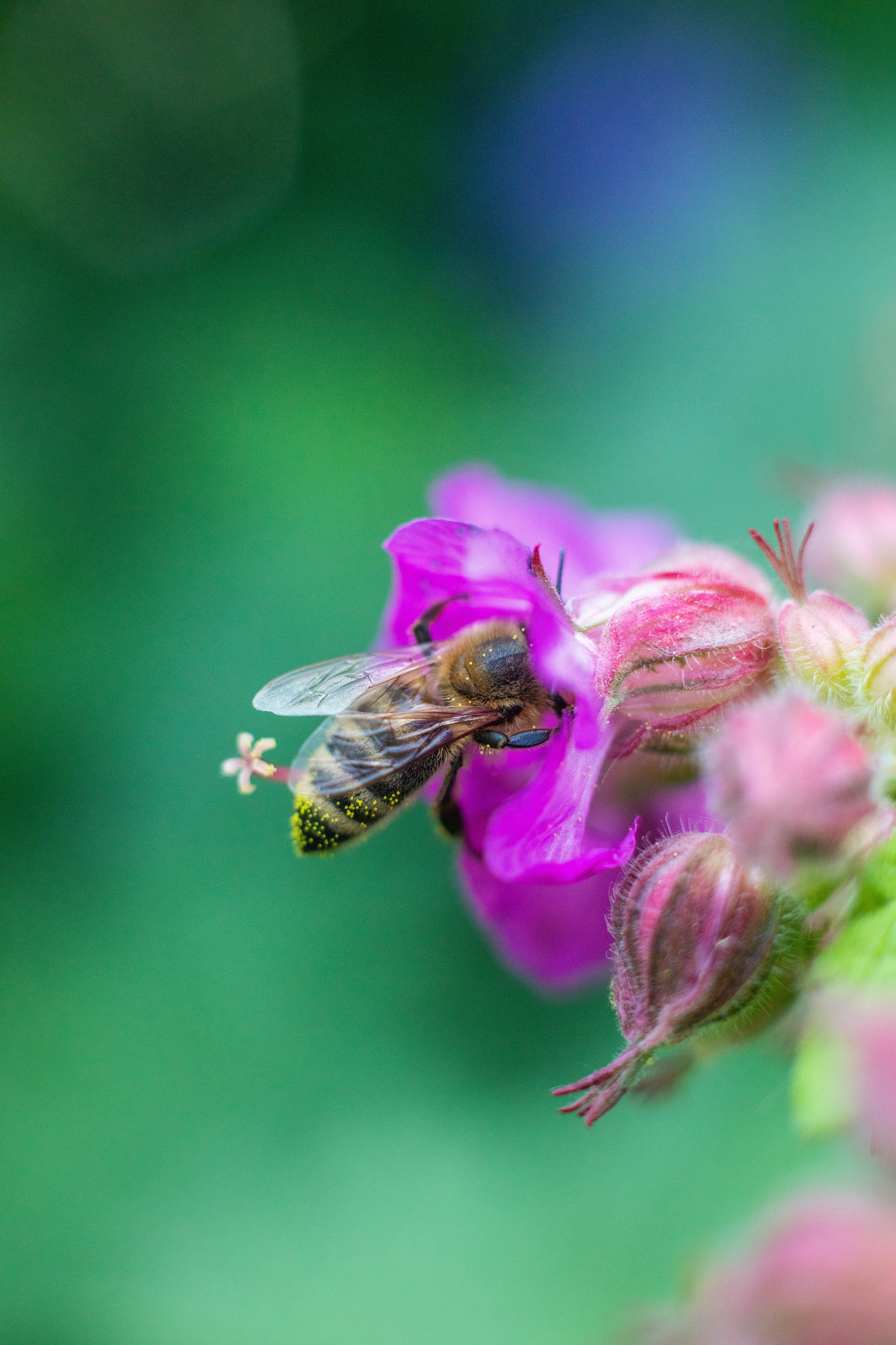Скачать обои бесплатно Макро, Пчела, Цветы, Животные картинка на рабочий стол ПК
