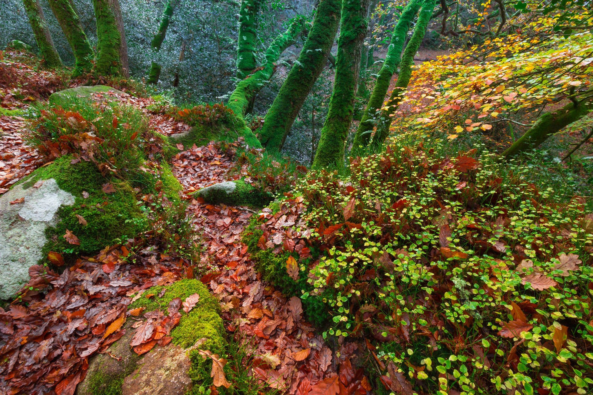 Download mobile wallpaper Nature, Forest, Tree, Leaf, Fall, Earth, Moss for free.