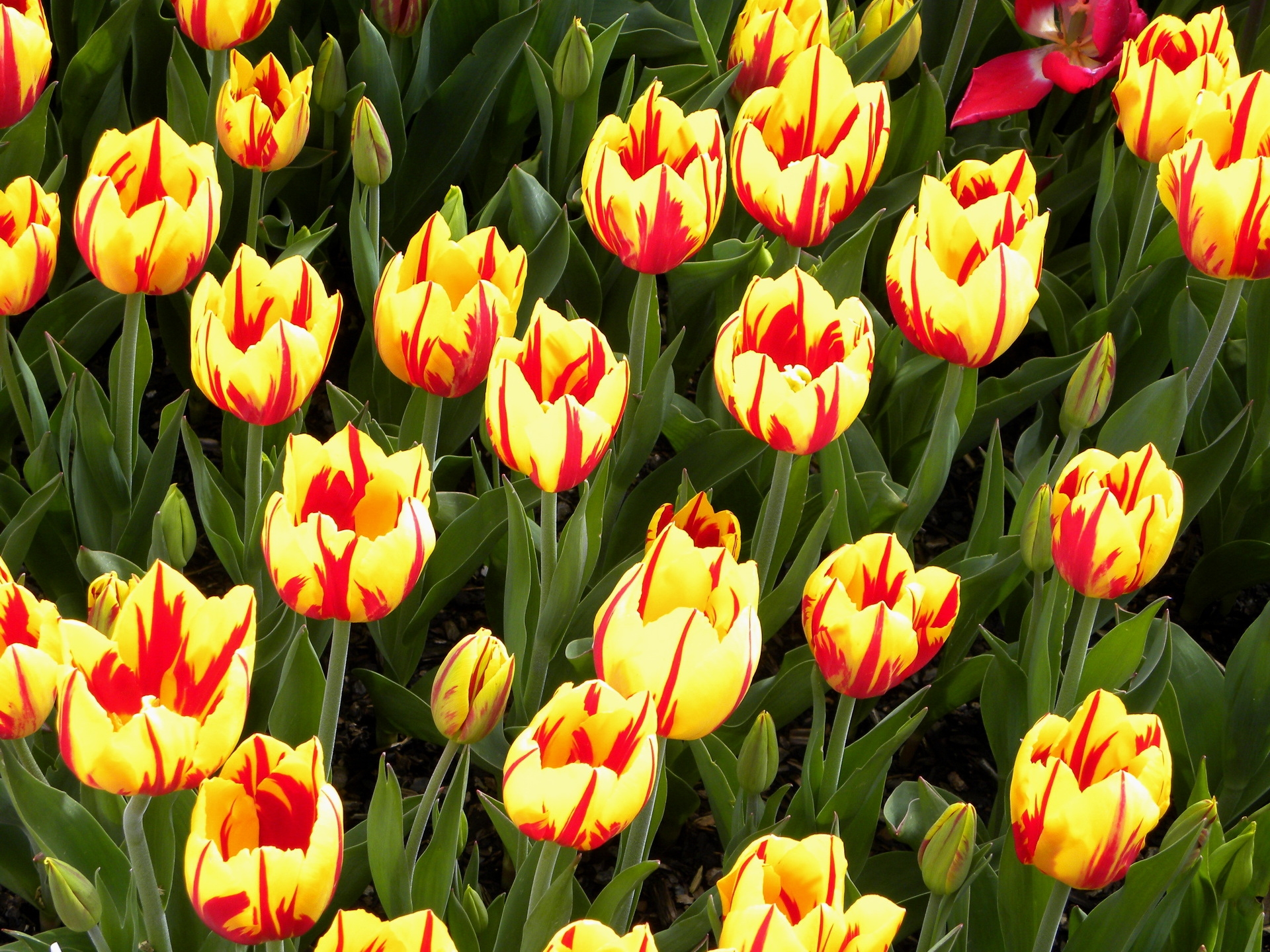 54972 télécharger le fond d'écran fleurs, tulipes, brillant, parterre de fleurs, parterre, panaché, tacheté - économiseurs d'écran et images gratuitement
