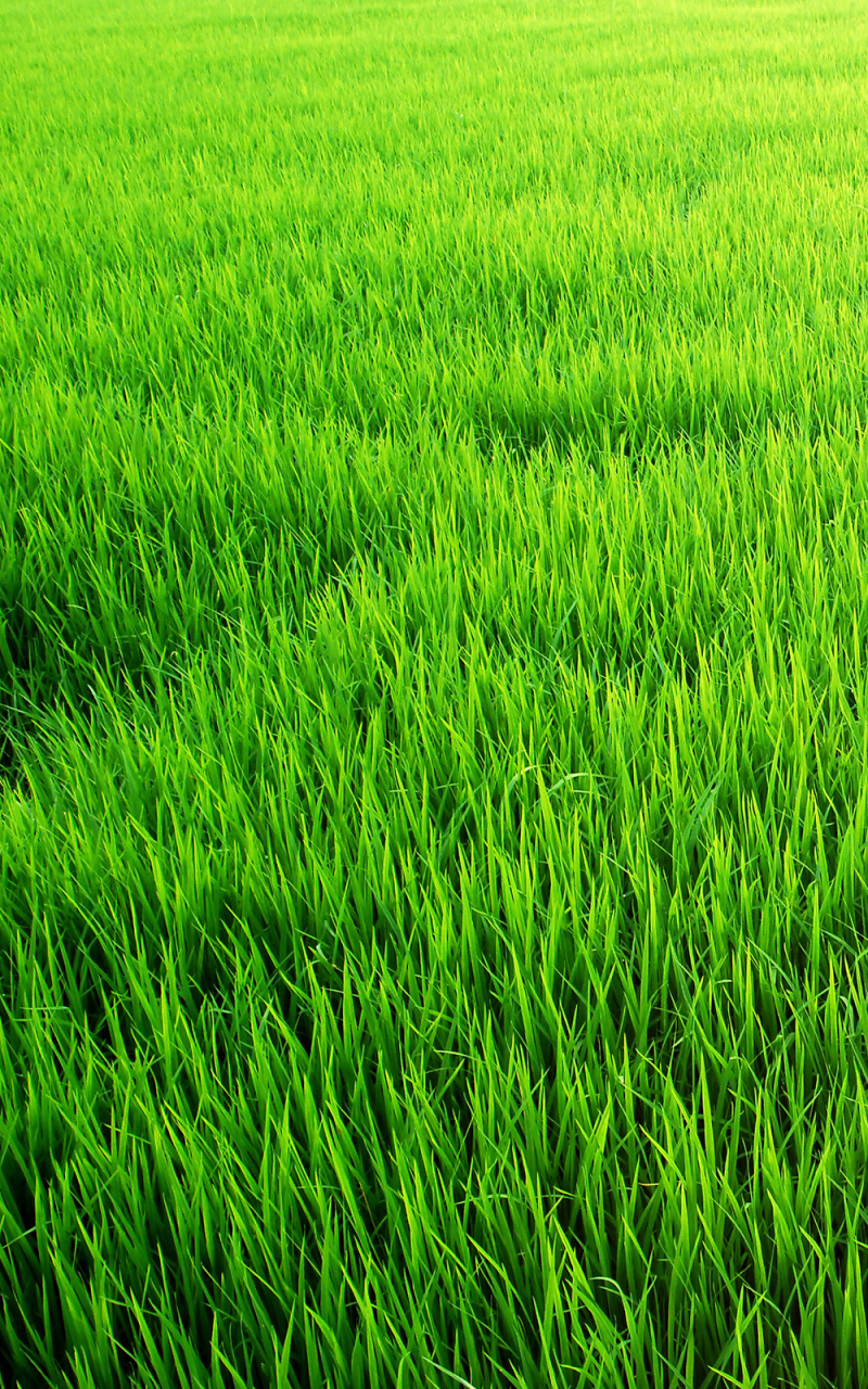 Download mobile wallpaper Earth, Field for free.