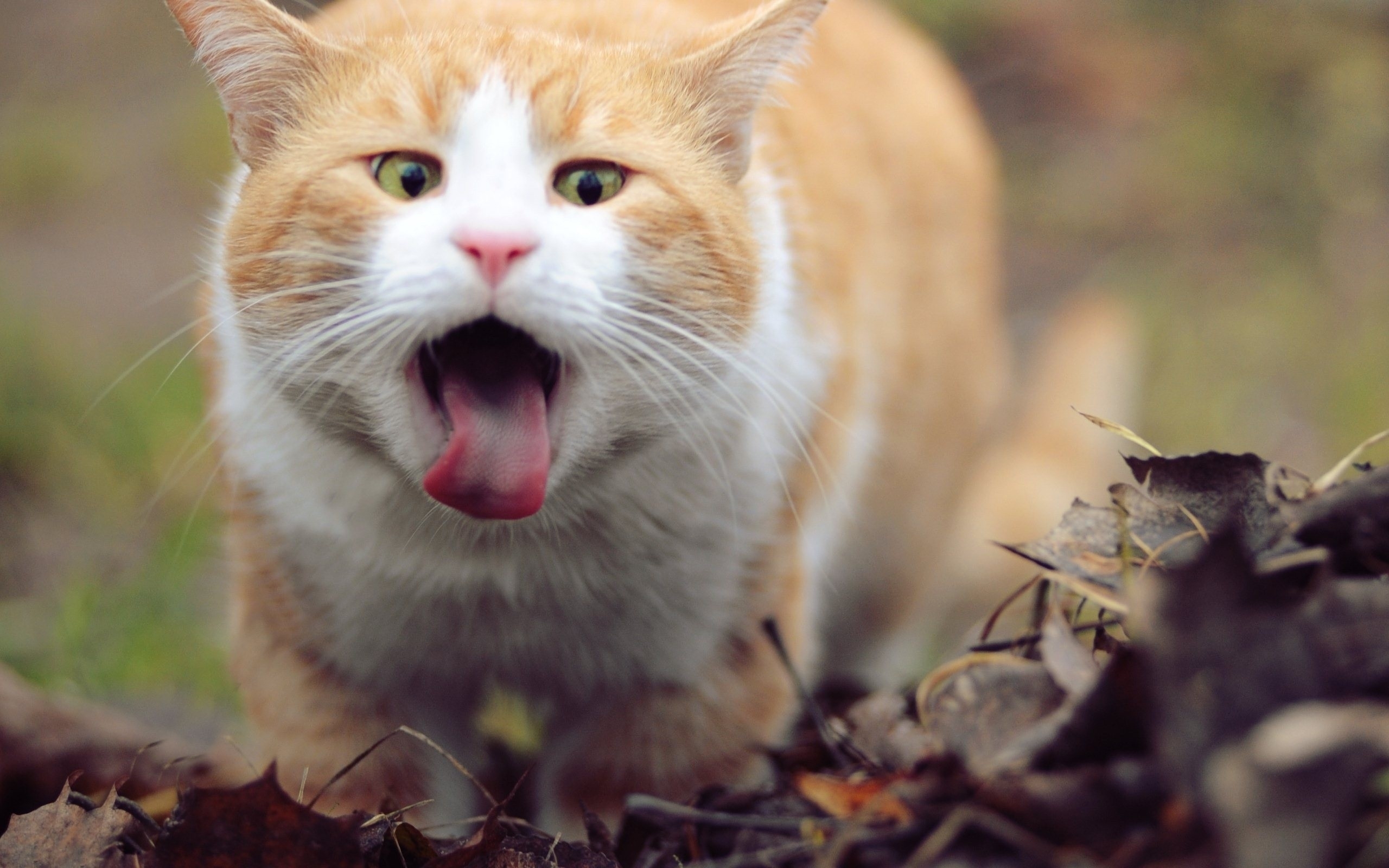 Baixar papel de parede para celular de Animais, Gatos, Gato gratuito.