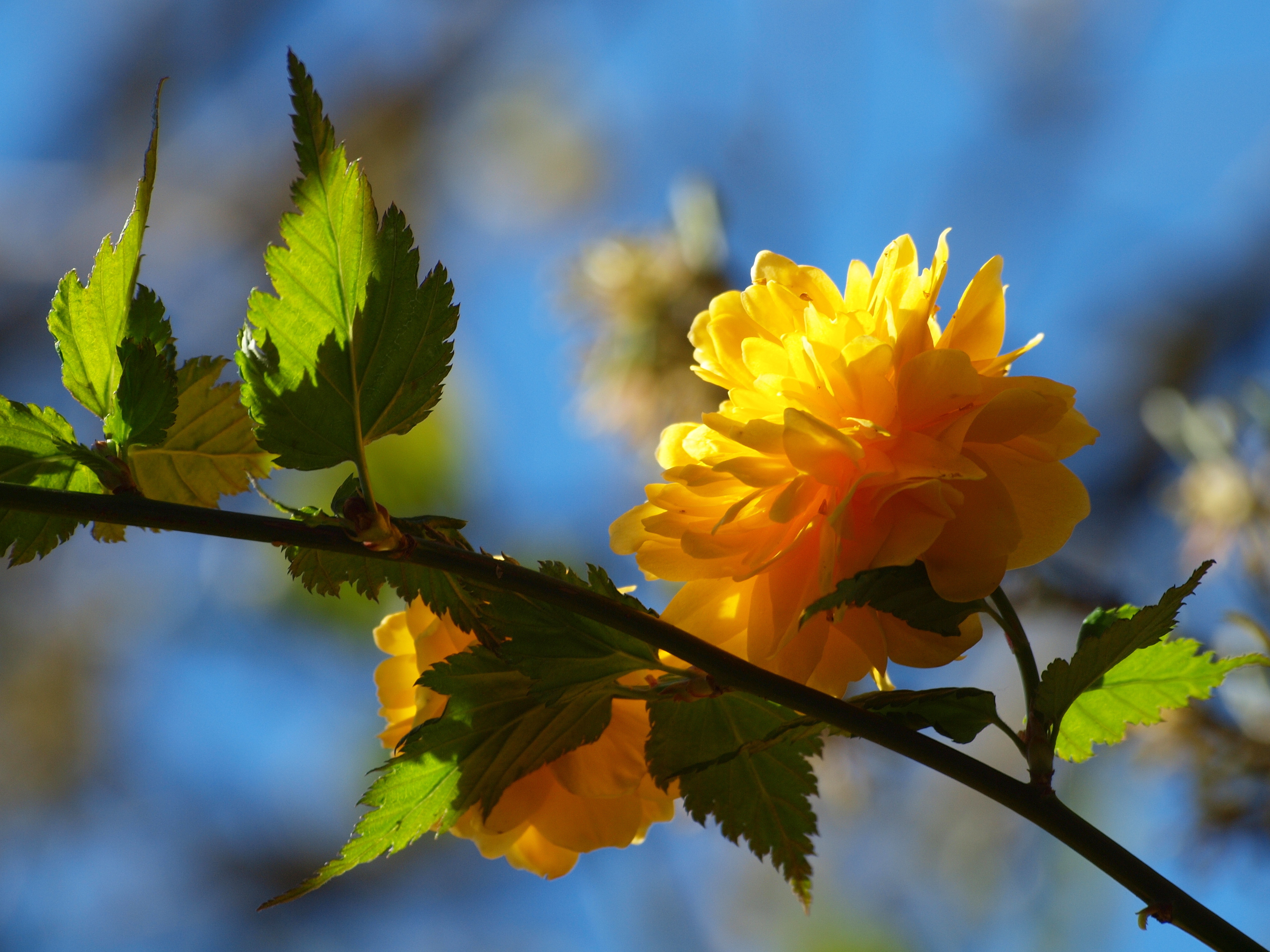 Téléchargez gratuitement l'image Fleurs, Fleur, Terre/nature sur le bureau de votre PC