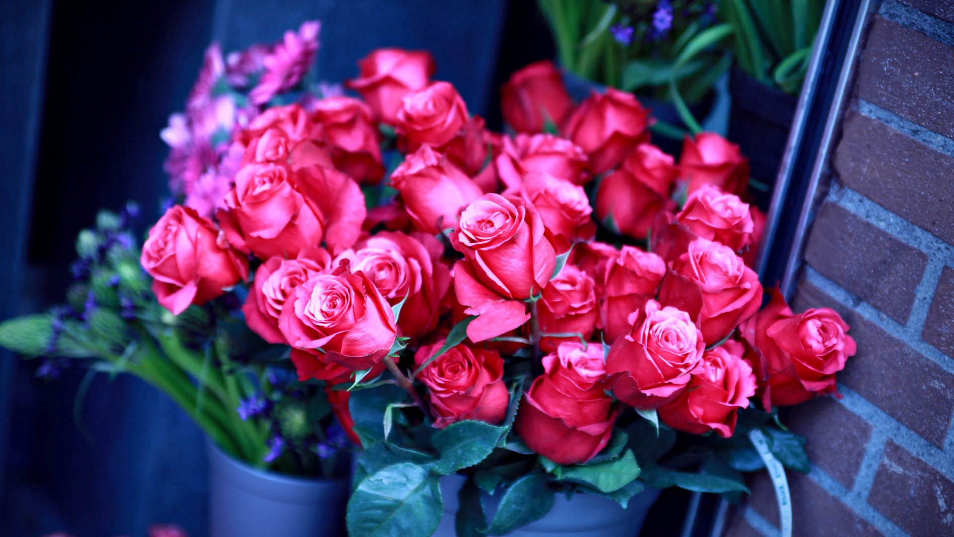 Laden Sie das Strauß, Blumen, Roses, Bouquet, Rosa-Bild kostenlos auf Ihren PC-Desktop herunter