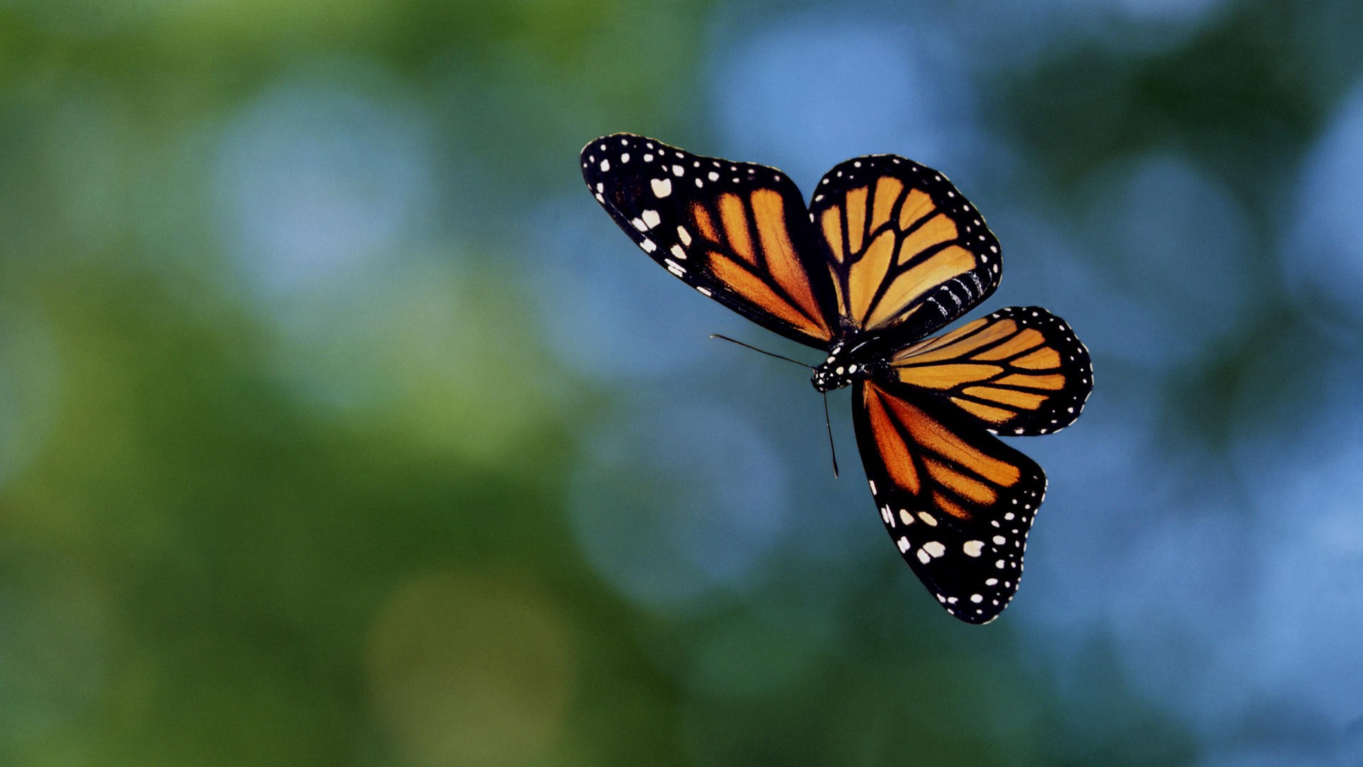 213930 Bildschirmschoner und Hintergrundbilder Schmetterlinge auf Ihrem Telefon. Laden Sie  Bilder kostenlos herunter