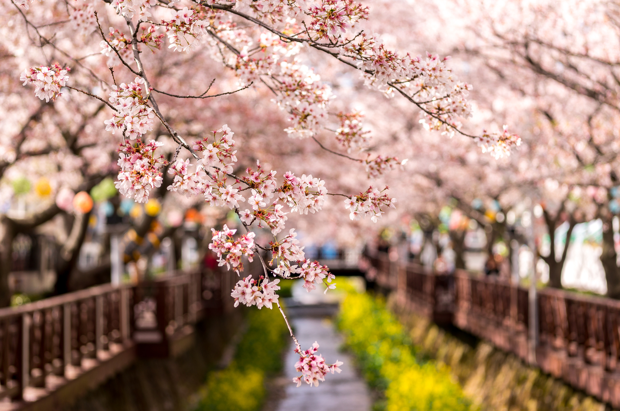 Free download wallpaper Flowers, Earth, Blossom on your PC desktop