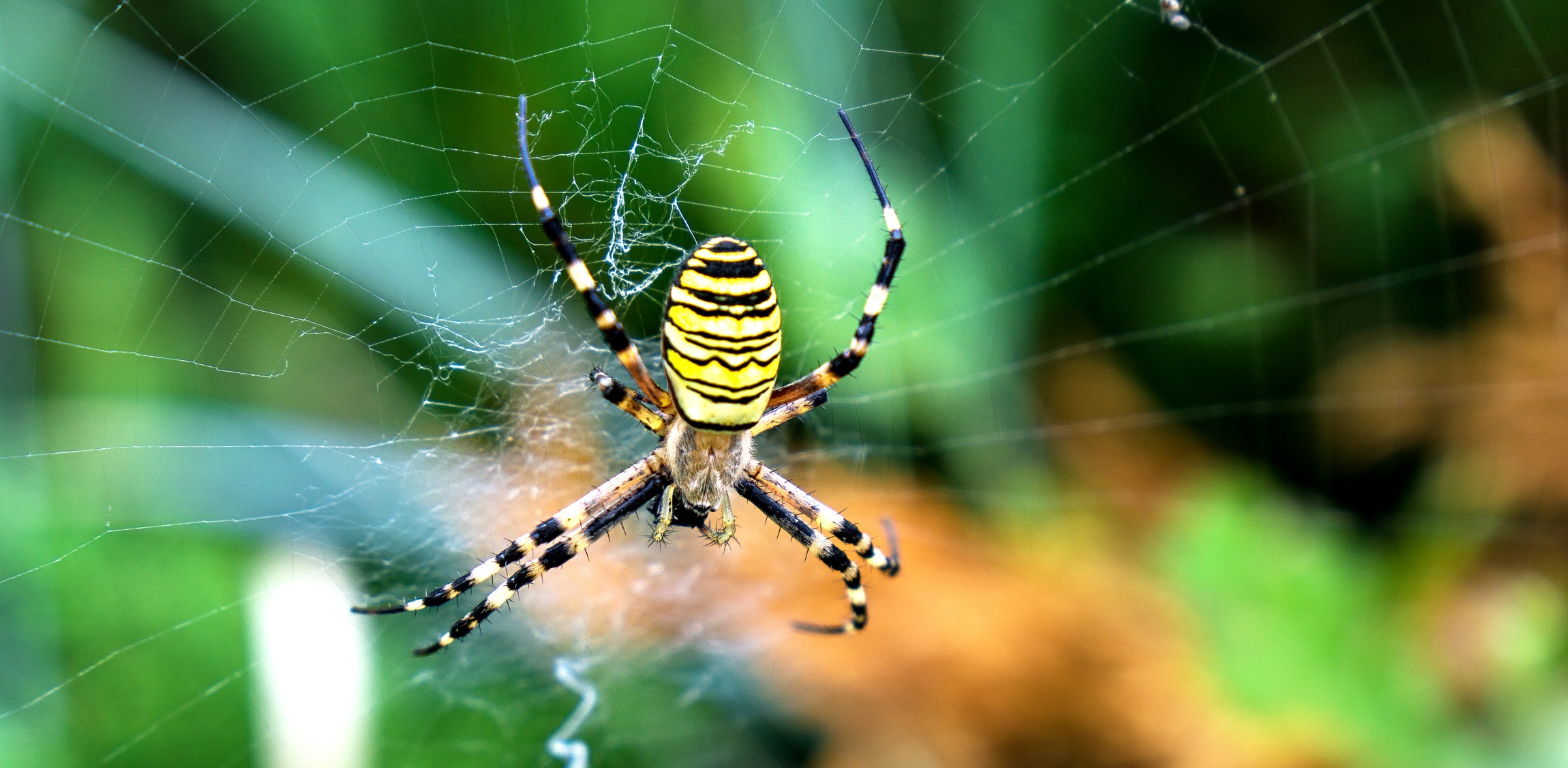 403114 Bild herunterladen tiere, spinne, spinnentier, verwischen, nahansicht, spinnennetz, spinnen - Hintergrundbilder und Bildschirmschoner kostenlos