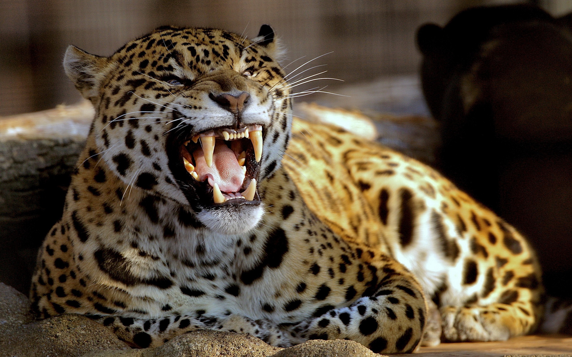 Free download wallpaper Cats, Leopard, Animal on your PC desktop