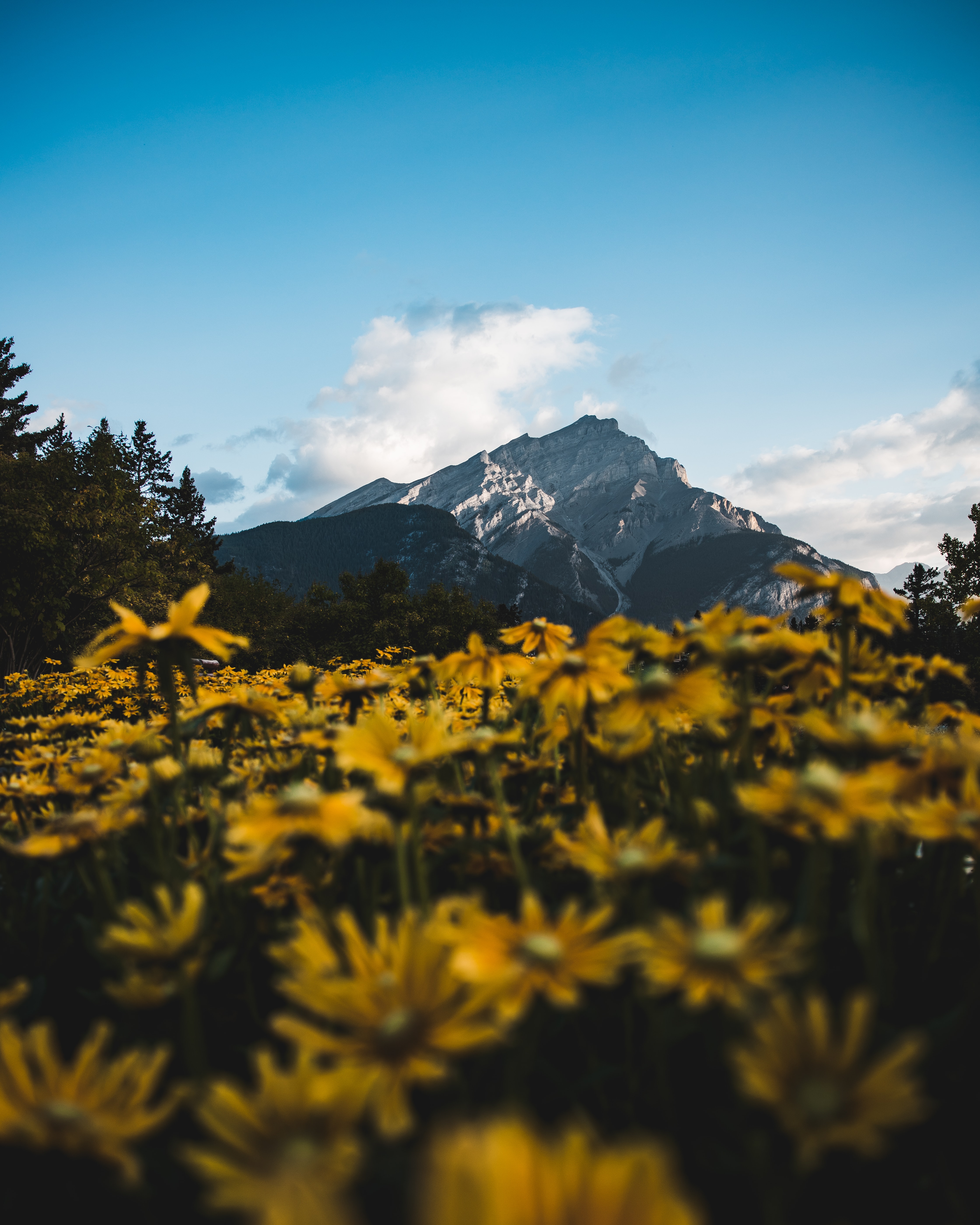 Free download wallpaper Nature, Flowers, Mountain, Top, Vertex, Landscape on your PC desktop