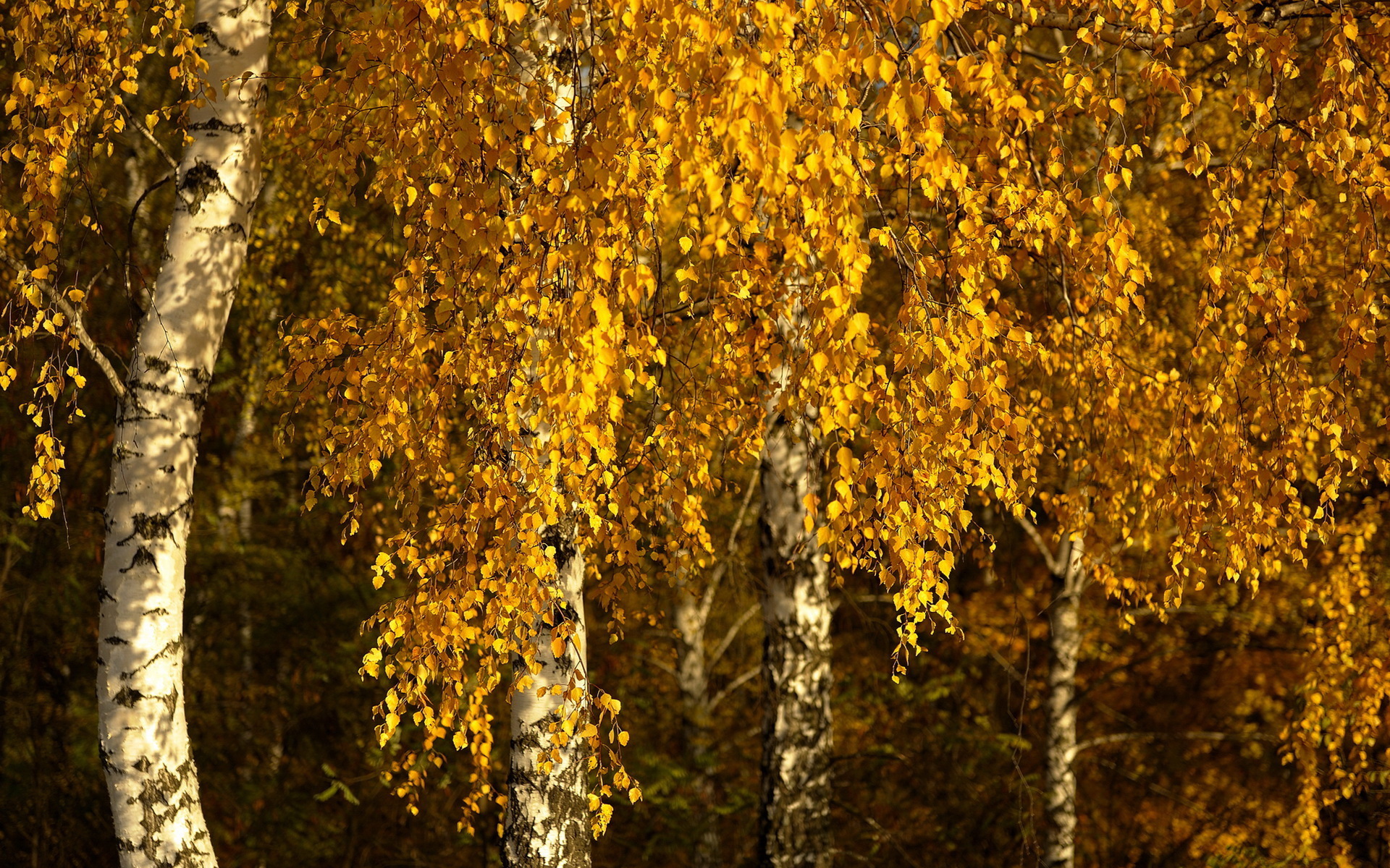 Téléchargez des papiers peints mobile Automne, Terre/nature gratuitement.