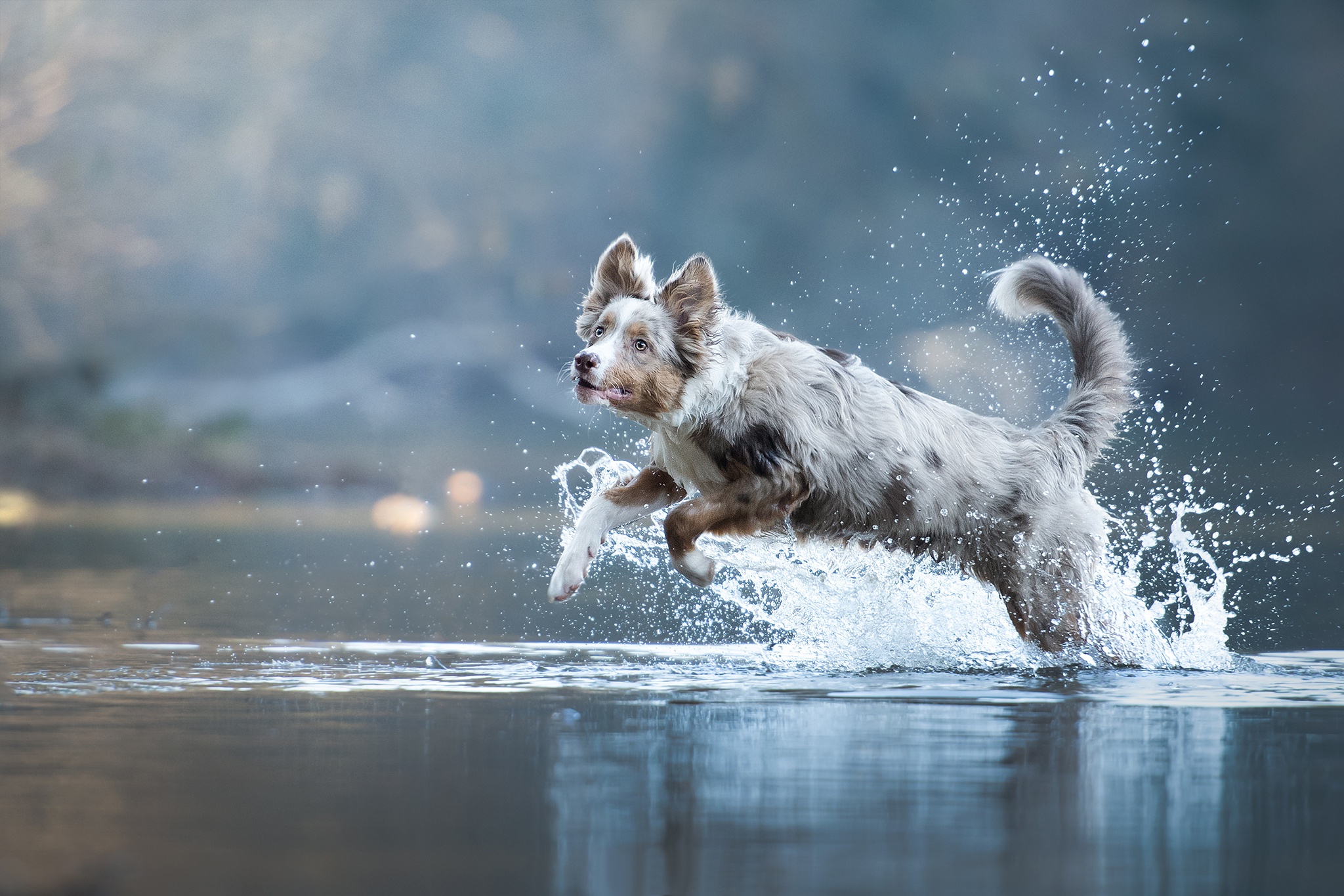 Download mobile wallpaper Dogs, Water, Dog, Splash, Animal, Australian Shepherd for free.