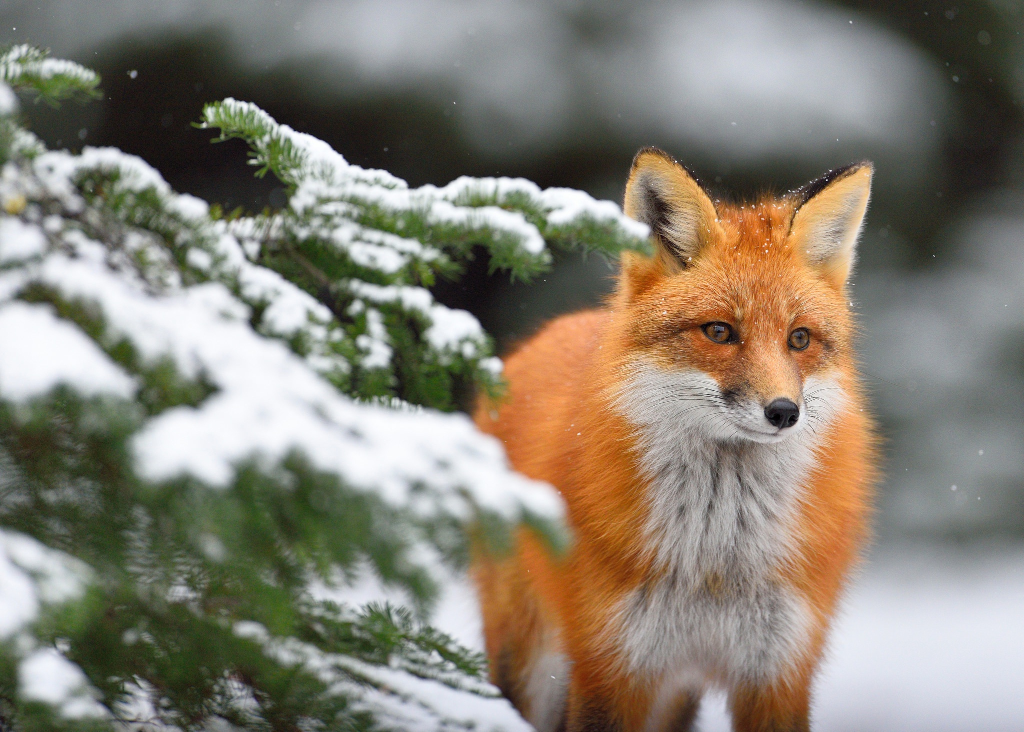 Laden Sie das Tiere, Winter, Fuchs, Verwischen-Bild kostenlos auf Ihren PC-Desktop herunter