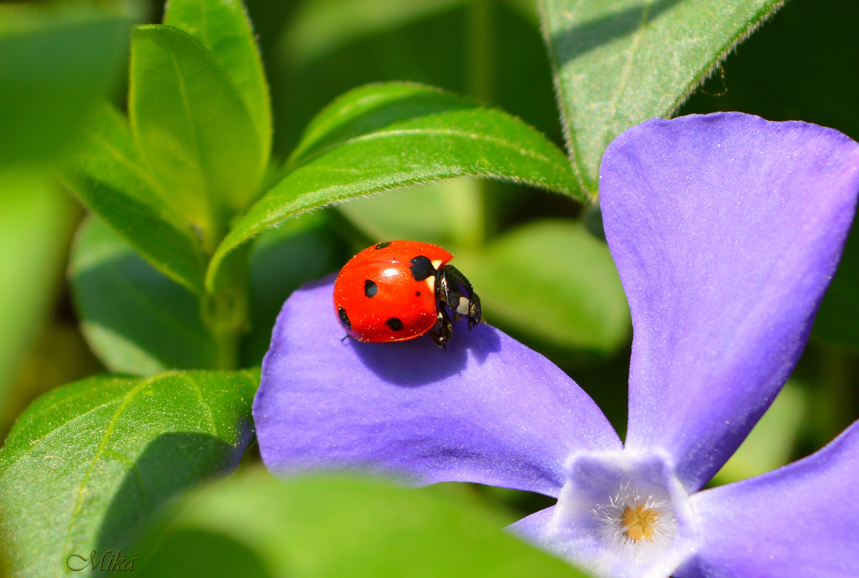 Descarga gratis la imagen Animales, Flor, Insecto, Mariquita, Macrofotografía en el escritorio de tu PC