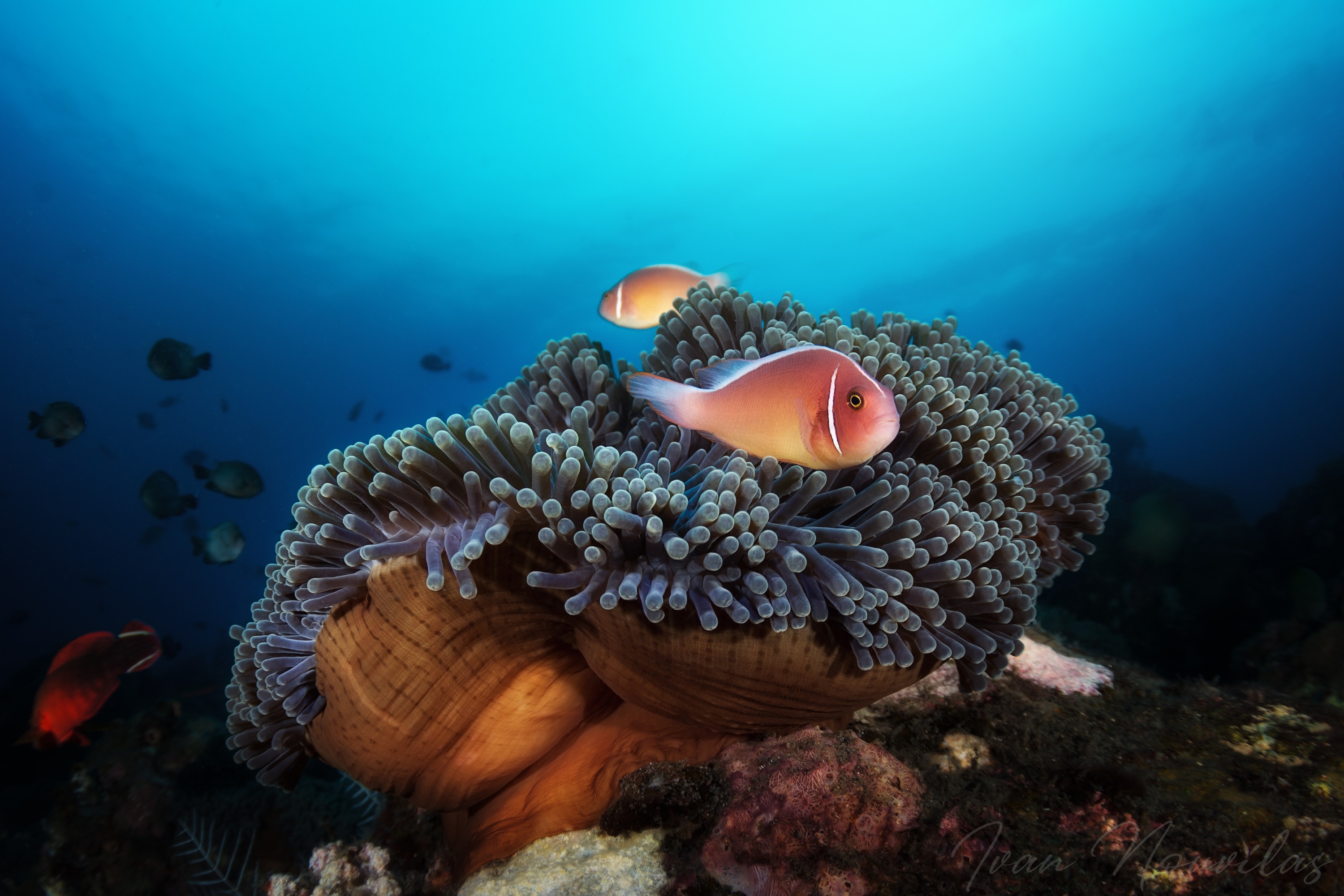486223 Hintergrundbild herunterladen tiere, fisch, seeanemone, unterwasser, fische - Bildschirmschoner und Bilder kostenlos