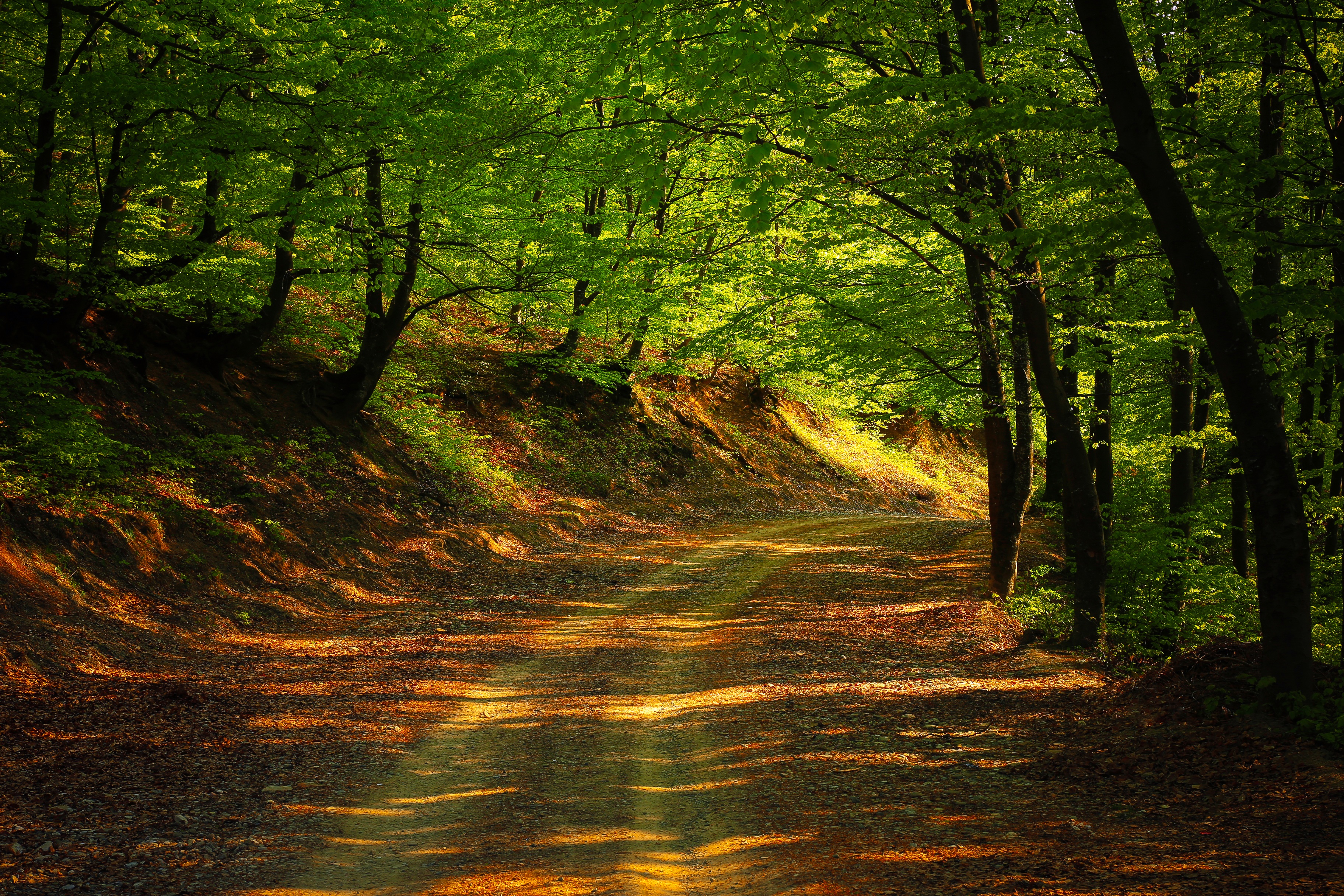Download mobile wallpaper Road, Forest, Tree, Spring, Man Made, Dirt Road for free.