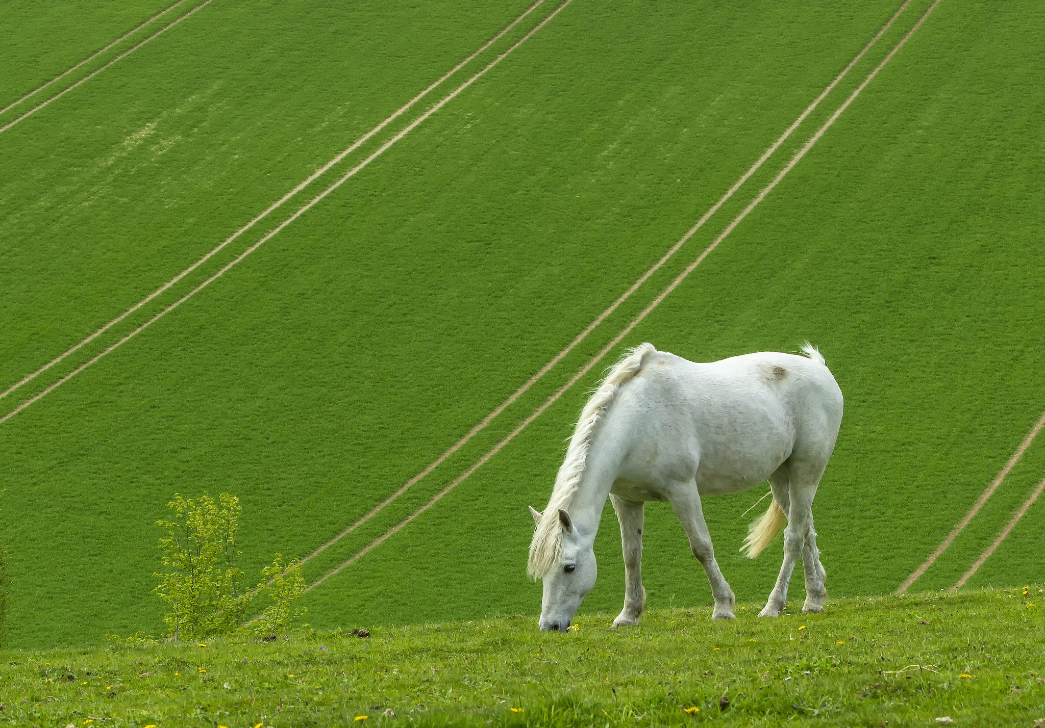 Laden Sie das Tiere, Gras, Hauspferd-Bild kostenlos auf Ihren PC-Desktop herunter