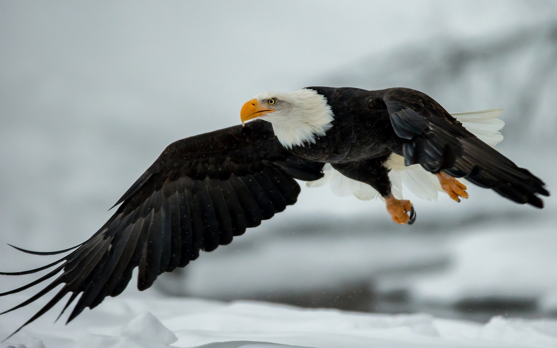 Descarga gratis la imagen Animales, Águila Calva, Aves en el escritorio de tu PC