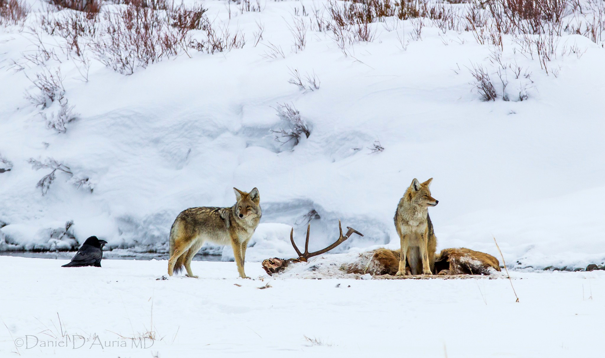 757634 descargar imagen animales, coyote, nieve, invierno: fondos de pantalla y protectores de pantalla gratis