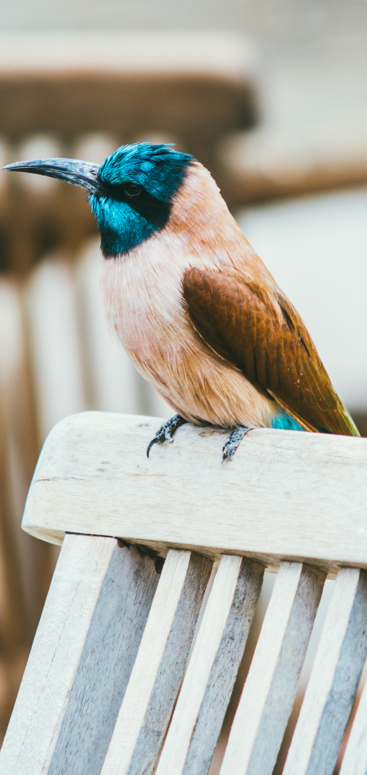 Descarga gratuita de fondo de pantalla para móvil de Animales, Aves, Ave.