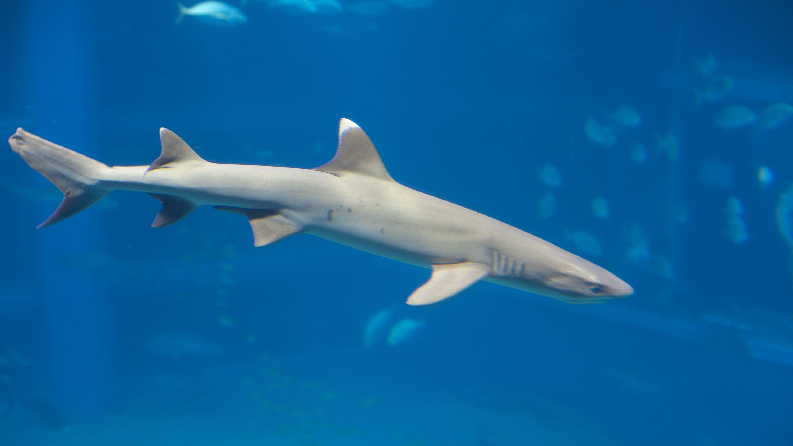 635019 скачать обои животные, белоперая рифовая акула - заставки и картинки бесплатно