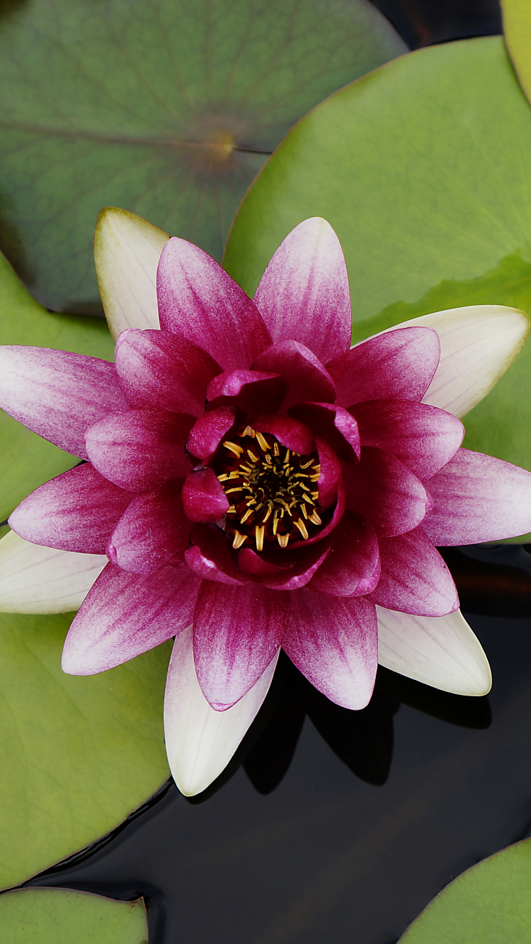 Download mobile wallpaper Flowers, Flower, Leaf, Earth, Water Lily, Pink Flower for free.