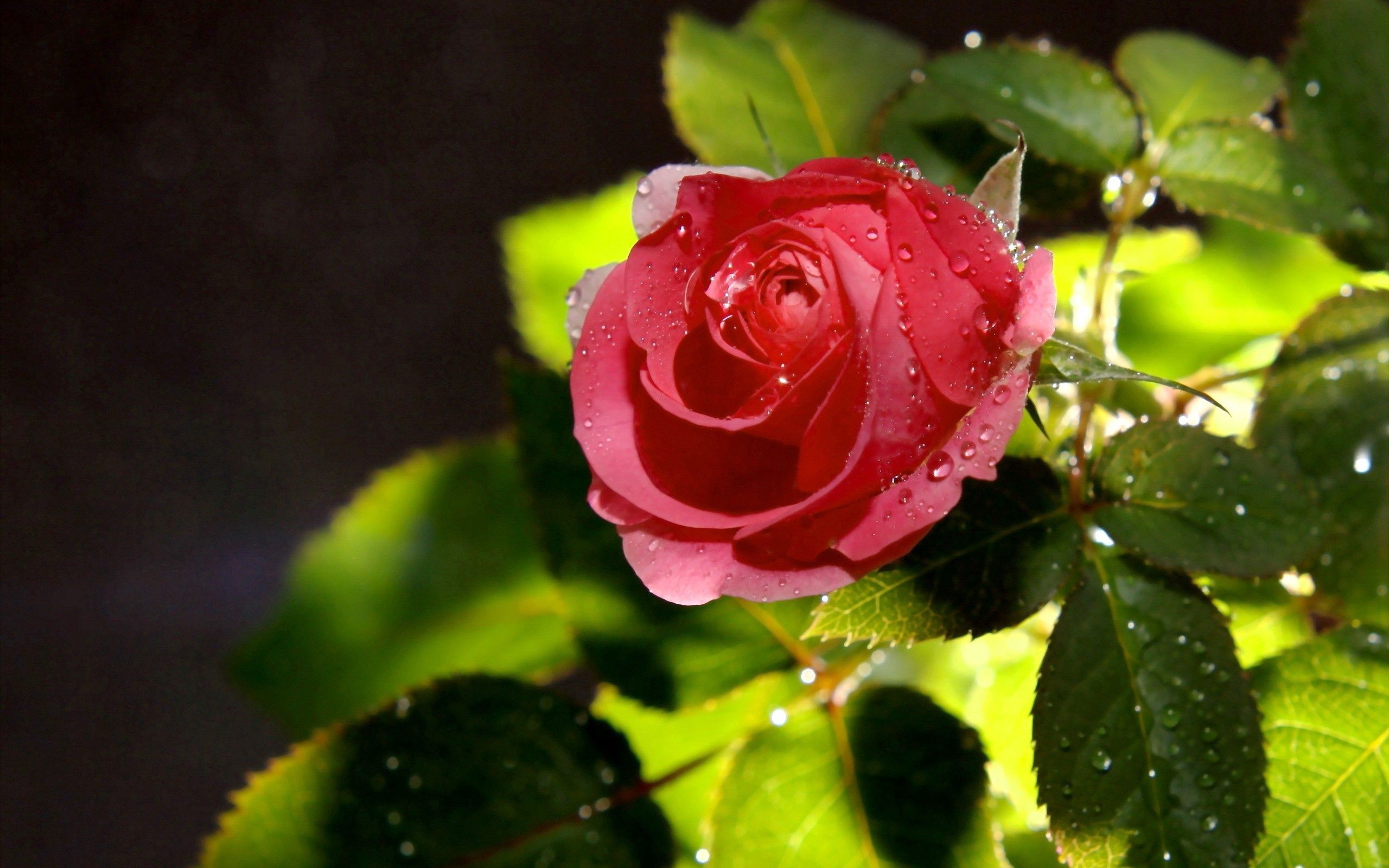 Laden Sie das Tau, Drops, Makro, Rose, Blütenblätter, Blätter-Bild kostenlos auf Ihren PC-Desktop herunter