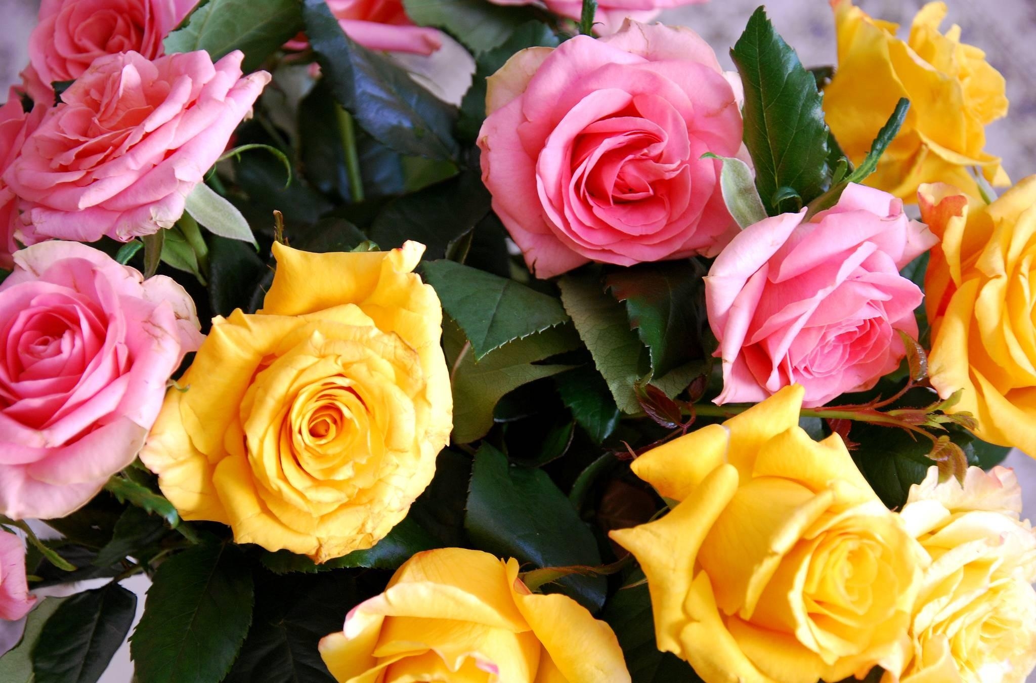 Handy-Wallpaper Blumen, Rosa, Bouquet, Knospen, Strauß, Roses kostenlos herunterladen.