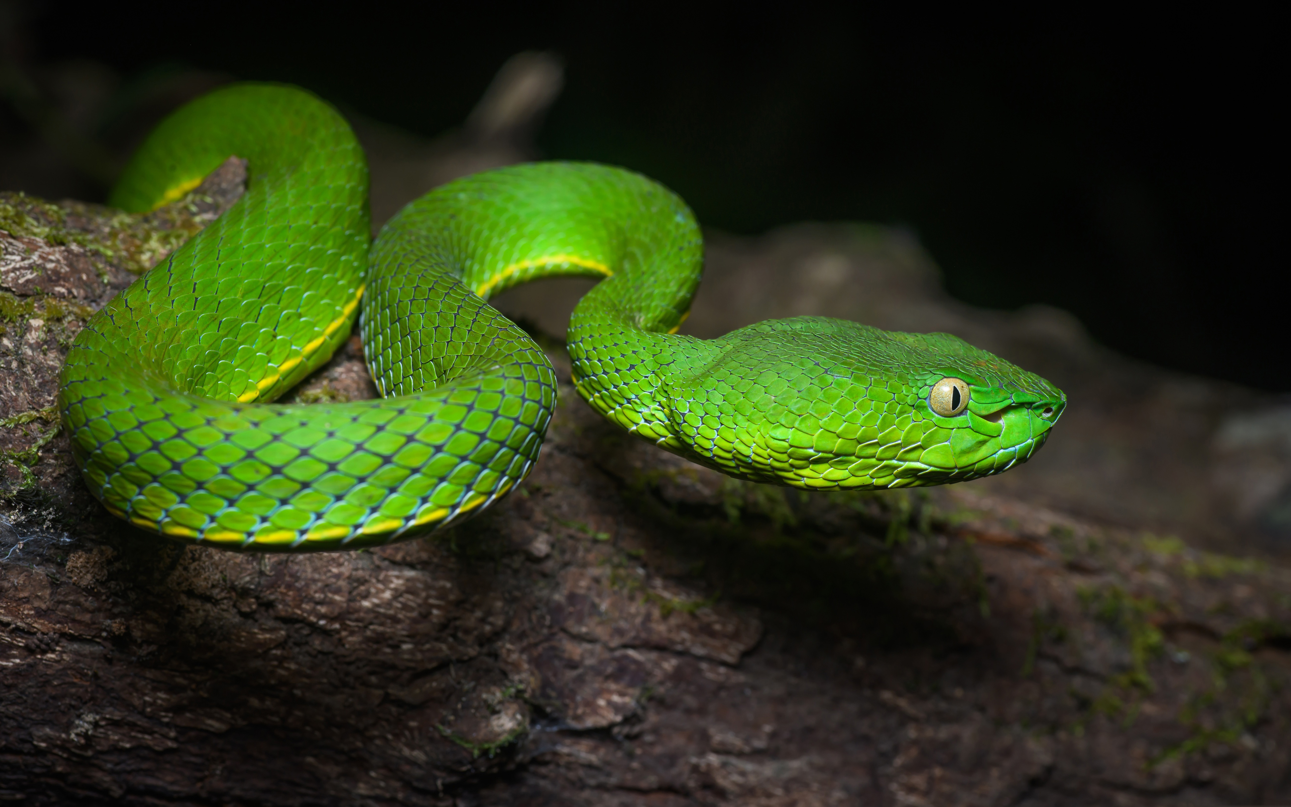 Descarga gratuita de fondo de pantalla para móvil de Animales, Reptil, Serpiente, Reptiles, Víbora.