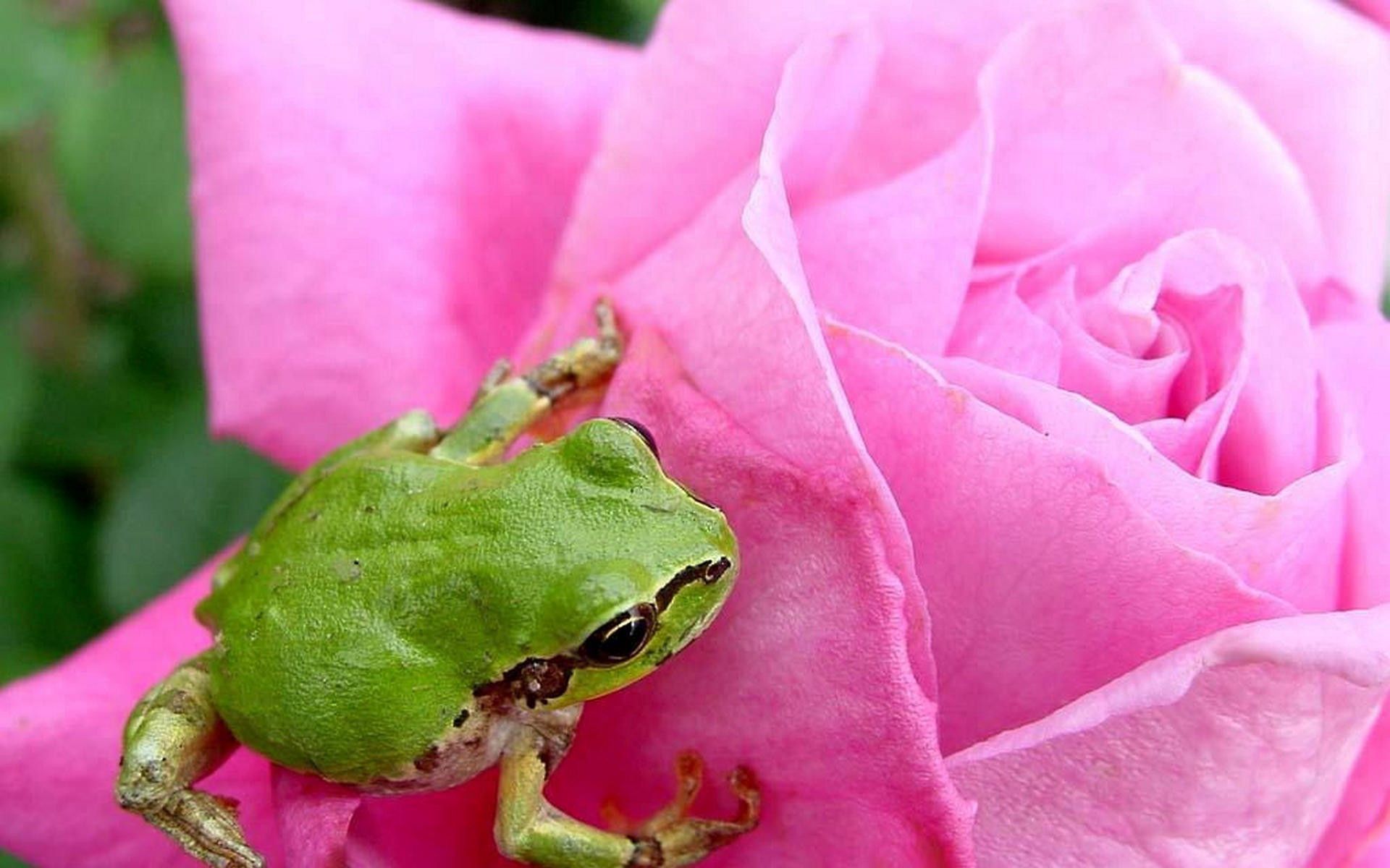 PCデスクトップに動物, バラの花, 薔薇, 花びら, つぼみ, 蕾, 蛙, カエル画像を無料でダウンロード