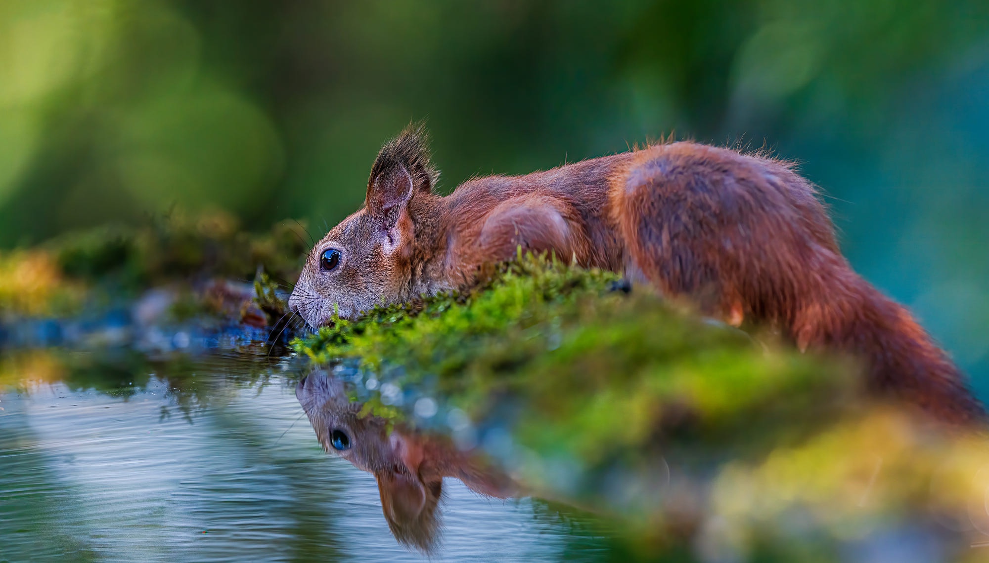 Handy-Wallpaper Tiere, Eichhörnchen, Wasser, Nagetier kostenlos herunterladen.