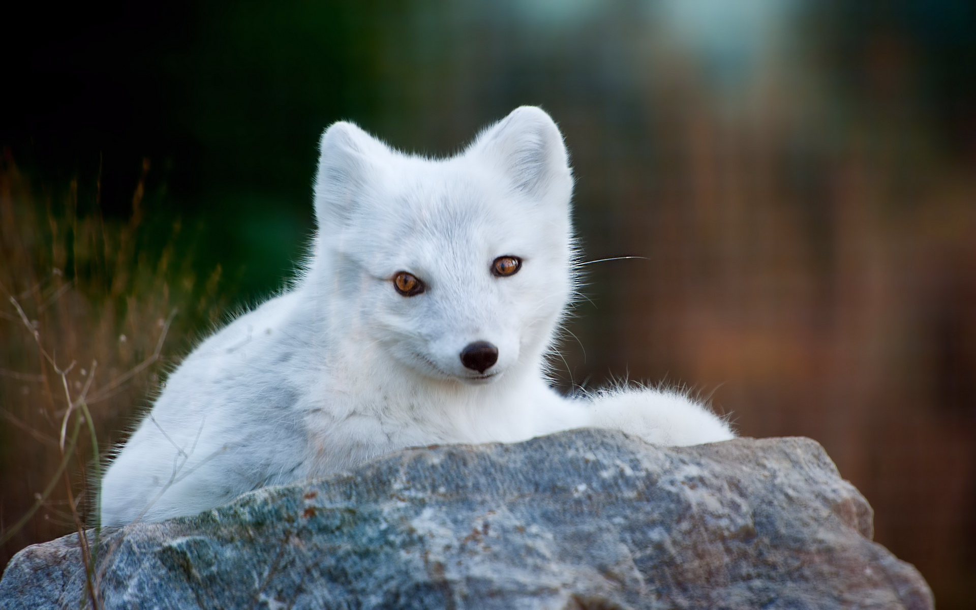 Laden Sie das Polarfuchs, Hunde, Tiere-Bild kostenlos auf Ihren PC-Desktop herunter