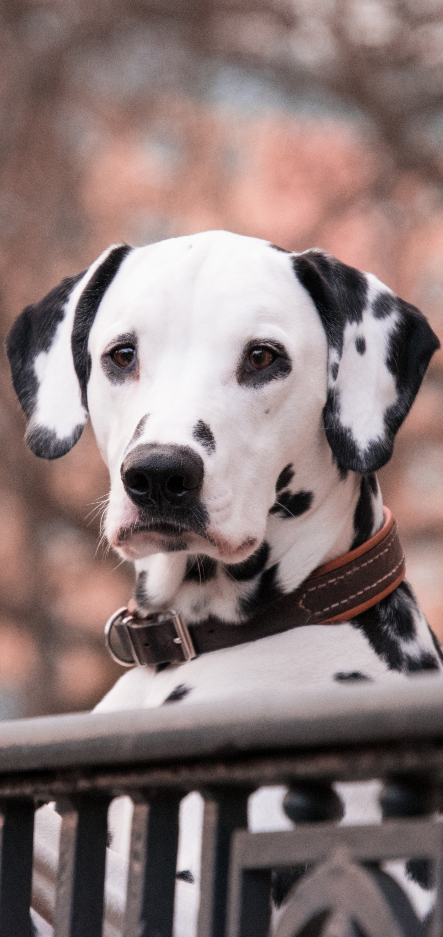 Download mobile wallpaper Dalmatian, Dogs, Animal for free.