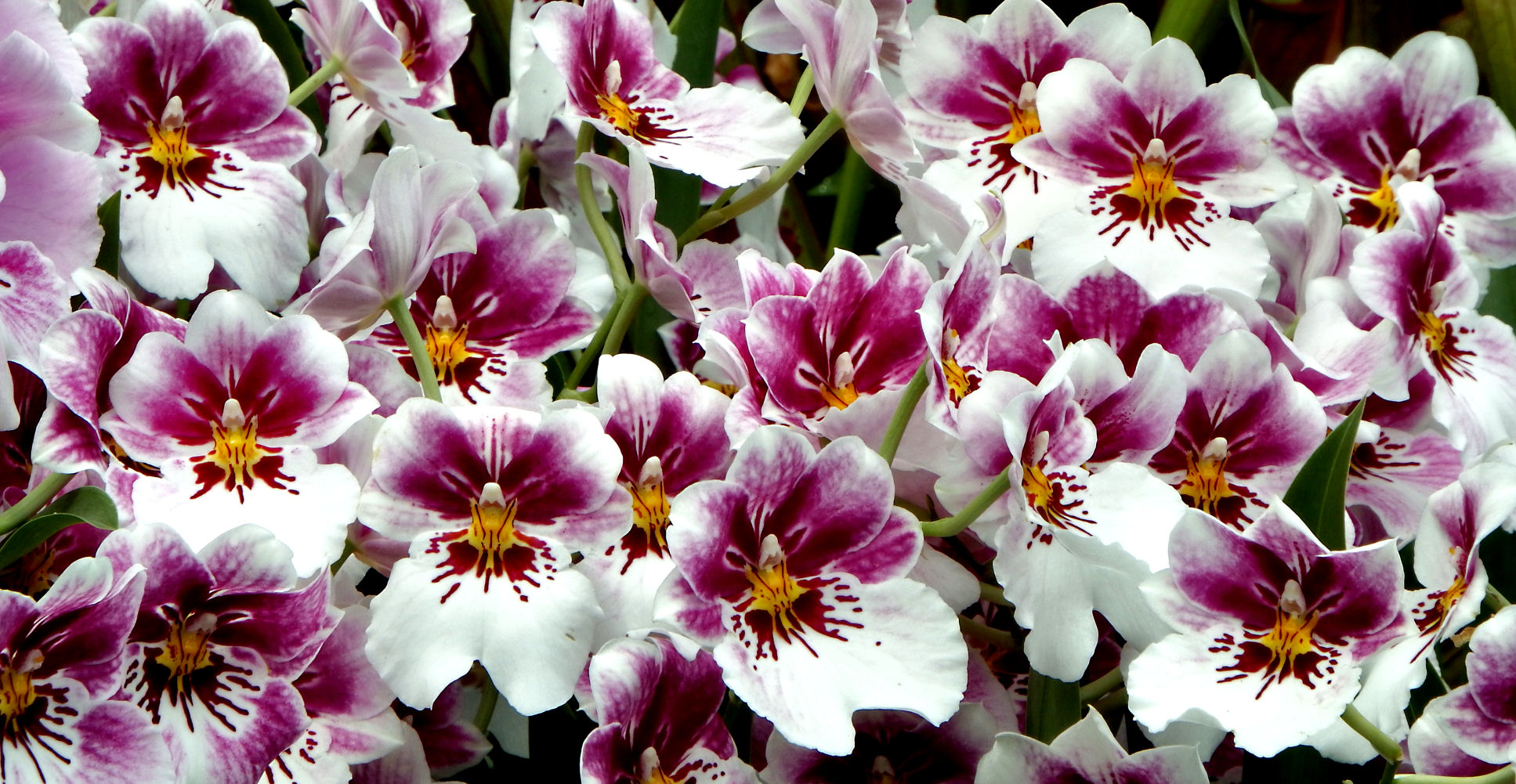 Скачати мобільні шпалери Квітка, Земля, Орхідея, Біла Квітка, Флауерзи безкоштовно.
