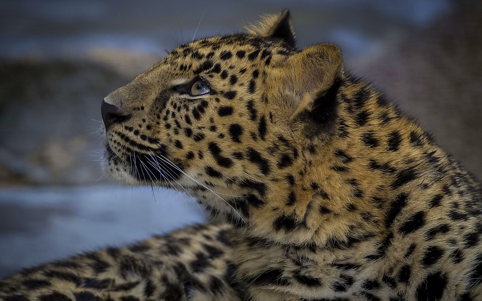 Free download wallpaper Leopard, Cats, Animal on your PC desktop