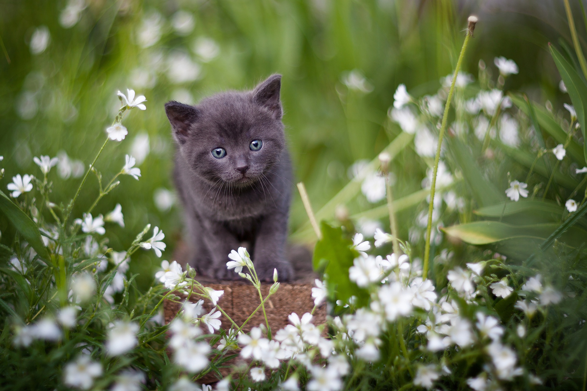 PCデスクトップに動物, ネコ, 猫, 子猫, 白い花, 赤ちゃん動物画像を無料でダウンロード