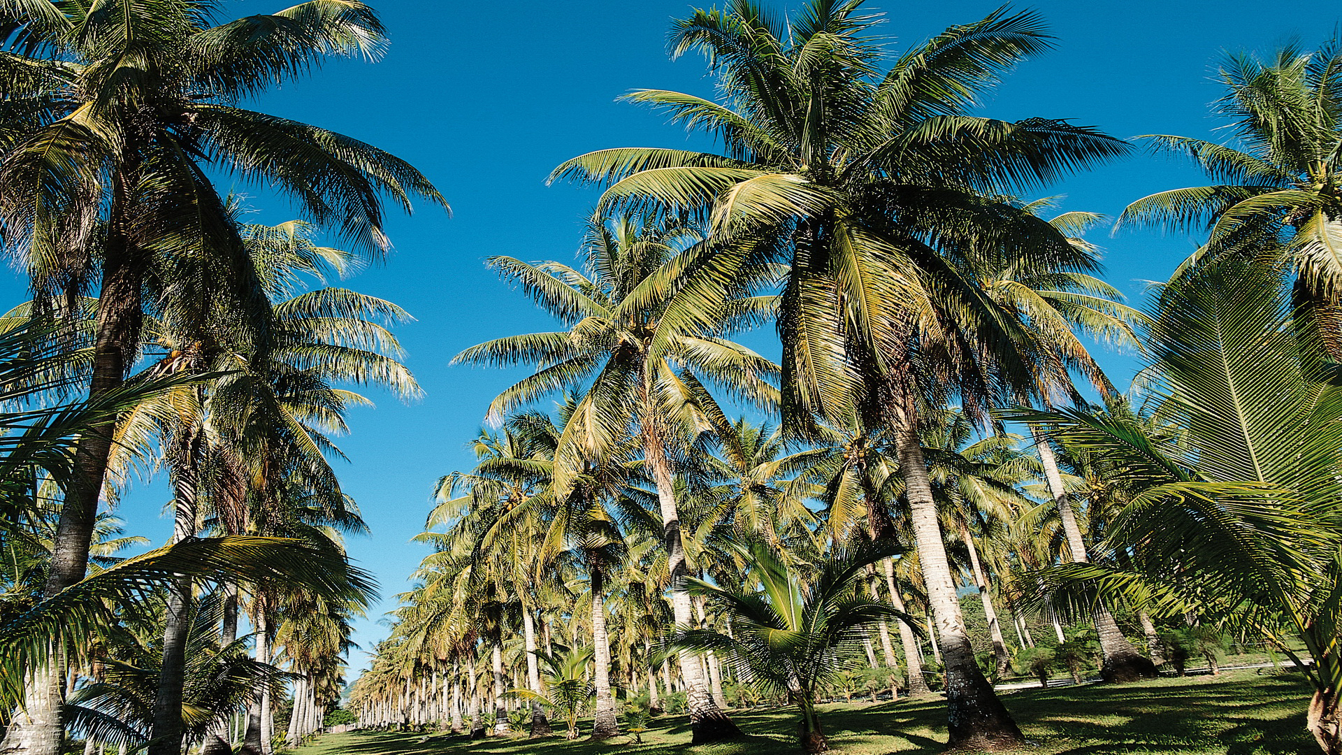 Téléchargez des papiers peints mobile Tropical, Terre/nature gratuitement.