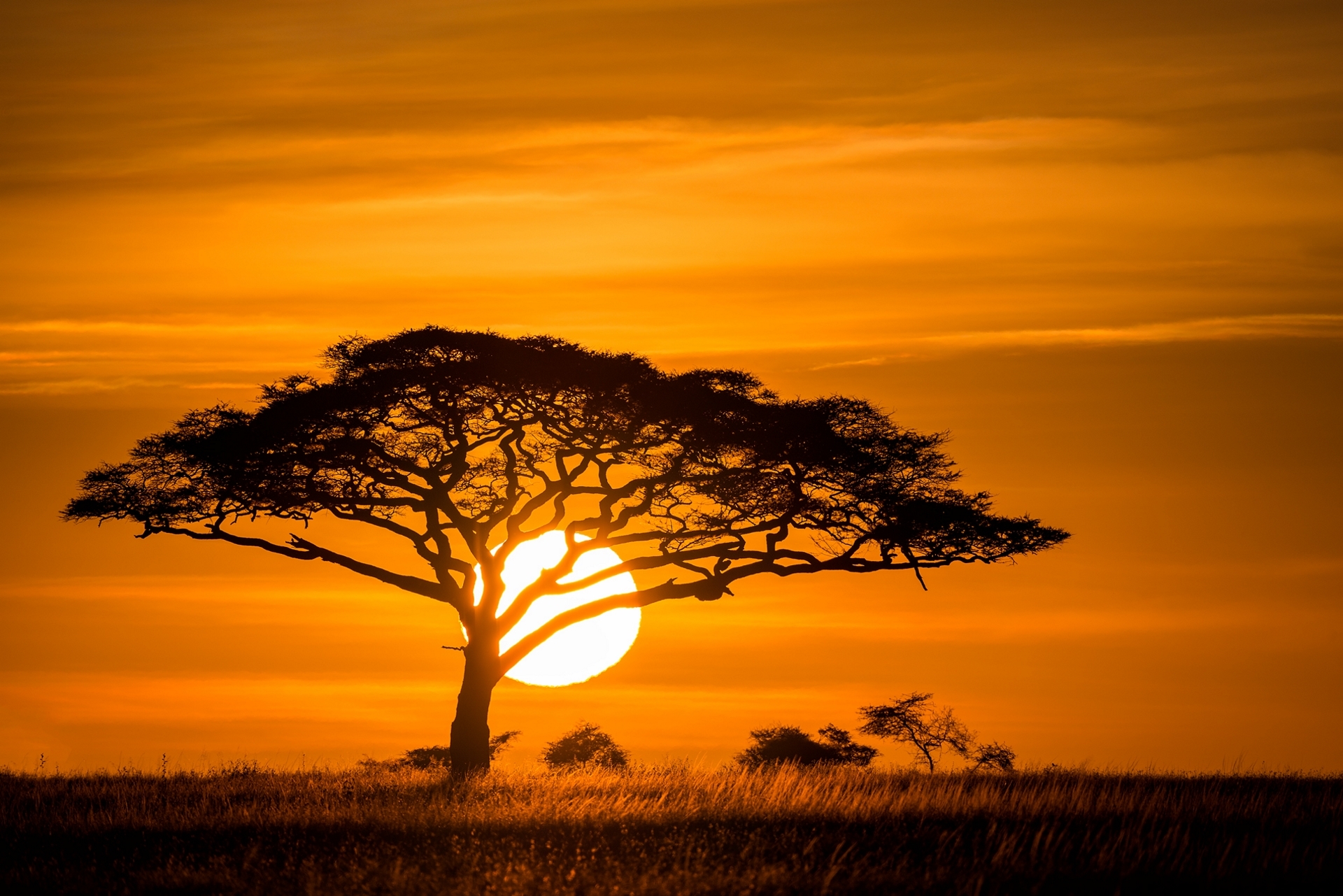 Free download wallpaper Nature, Sunset, Sun, Silhouette, Tree, Earth, Orange (Color) on your PC desktop