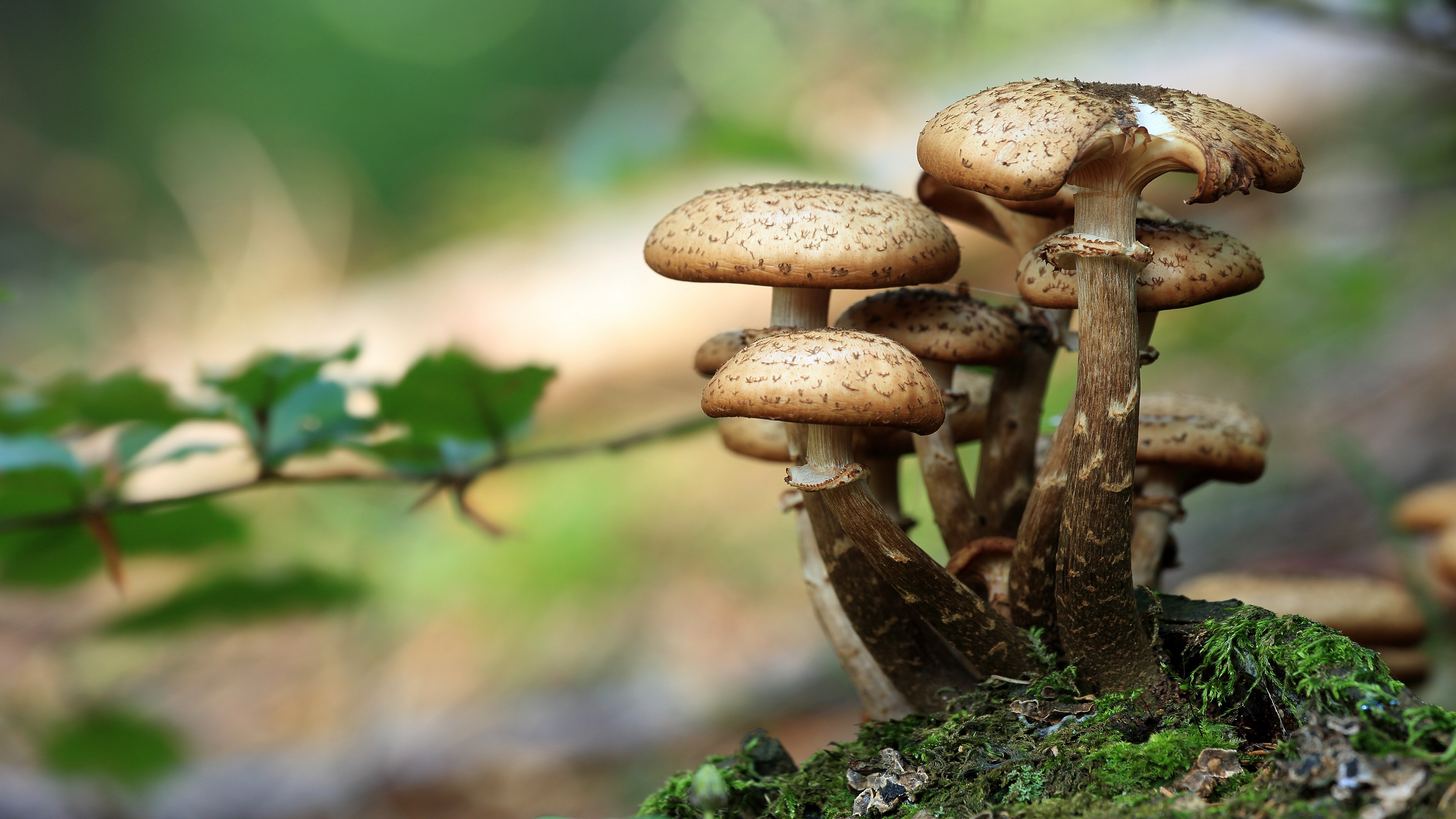 Descarga gratuita de fondo de pantalla para móvil de Champiñón, Tierra/naturaleza.