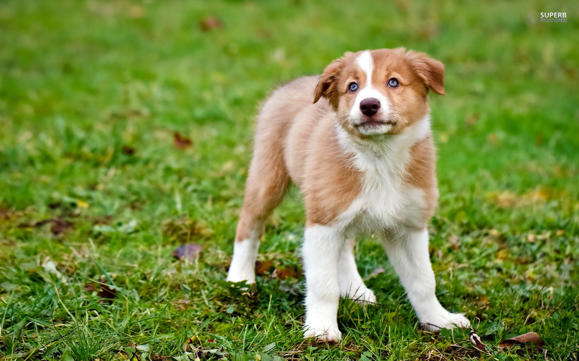 Téléchargez gratuitement l'image Animaux, Chiot sur le bureau de votre PC