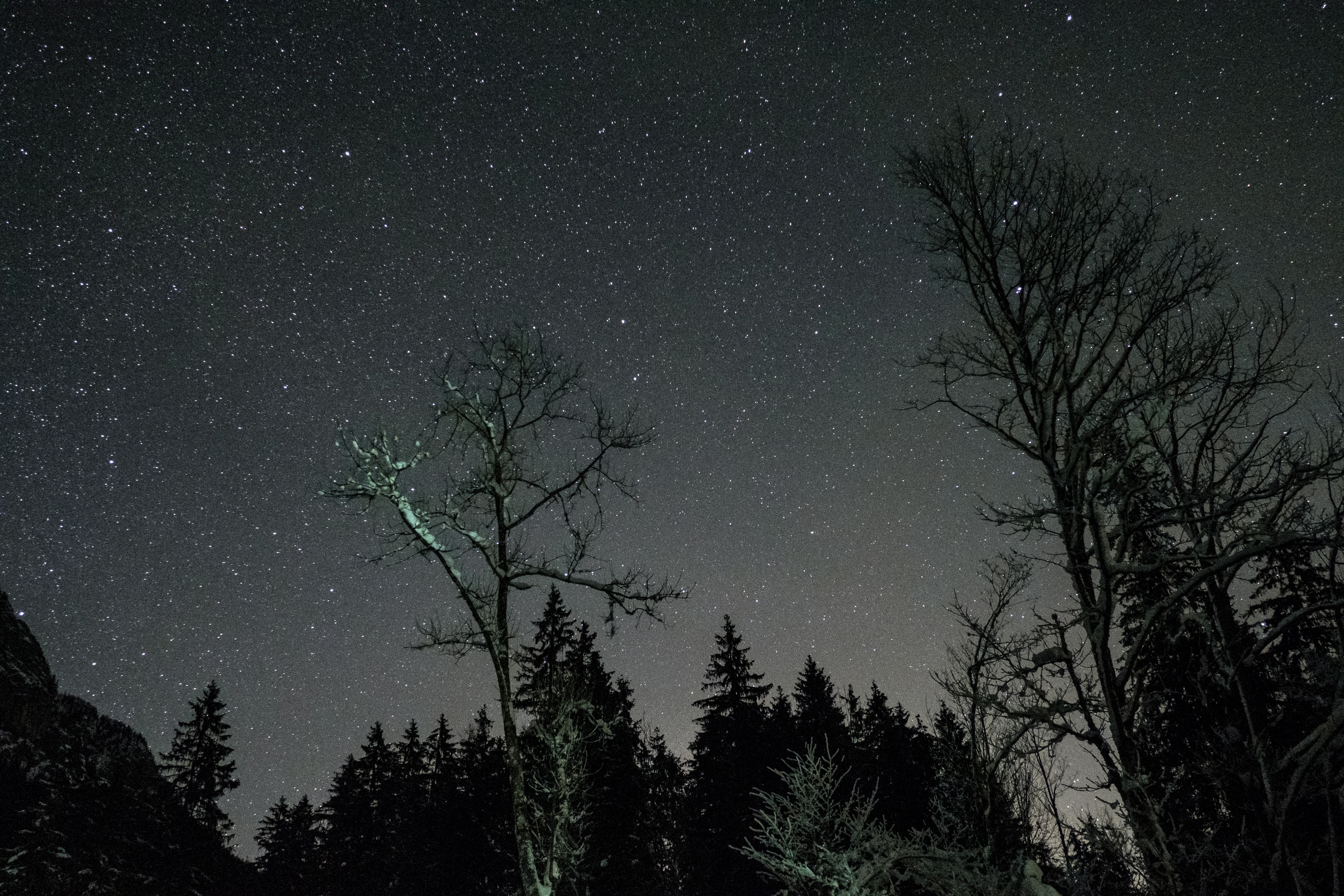 70801 descargar fondo de pantalla cielo, oscuro, árboles, estrellas, noche: protectores de pantalla e imágenes gratis