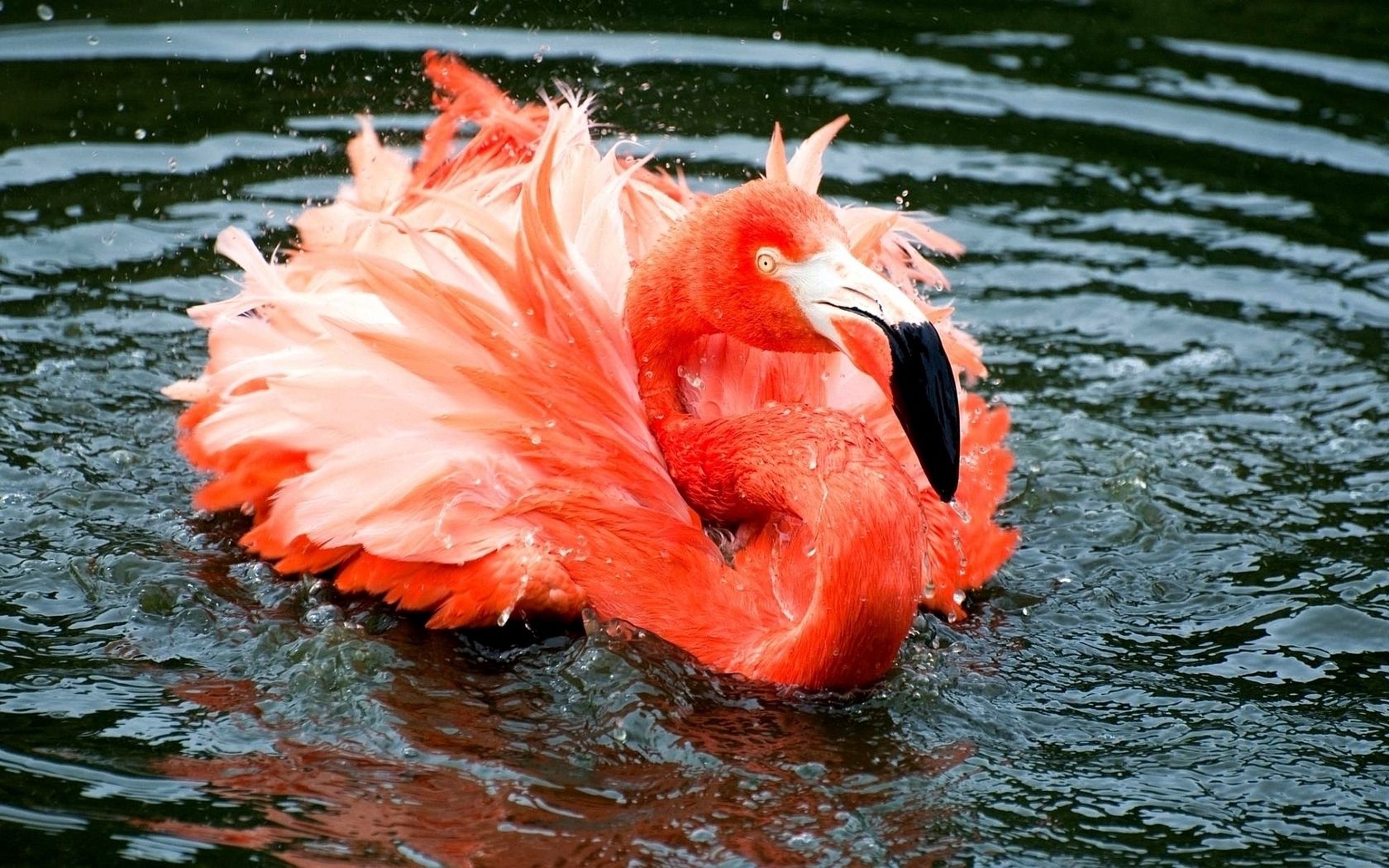 Download mobile wallpaper Lake, To Swim, Swim, Animals, Rivers, Feather, Flamingo for free.