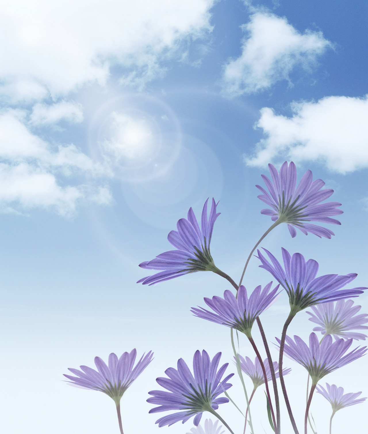 Скачать картинку Растения, Небо, Цветы в телефон бесплатно.