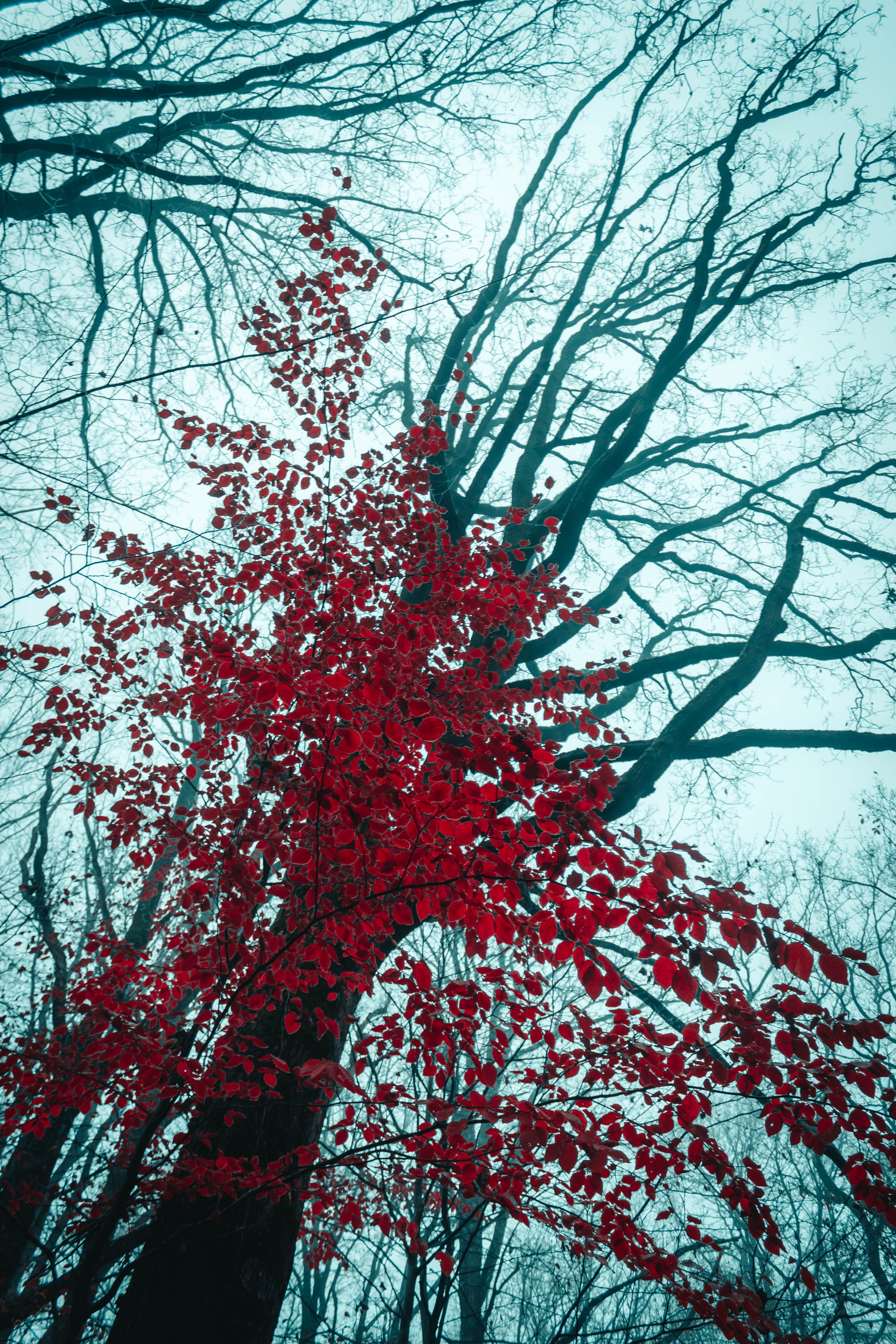 Скачать картинку Дерево, Деревья, Листья, Природа, Красный в телефон бесплатно.