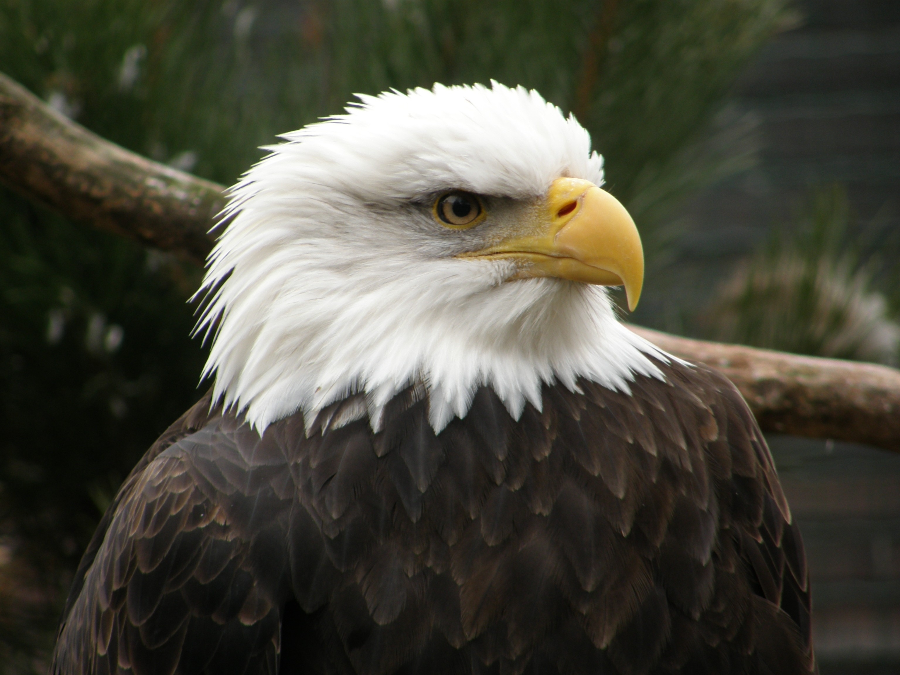 Download mobile wallpaper Predator, Animals, Beak, Bird, Eagle for free.