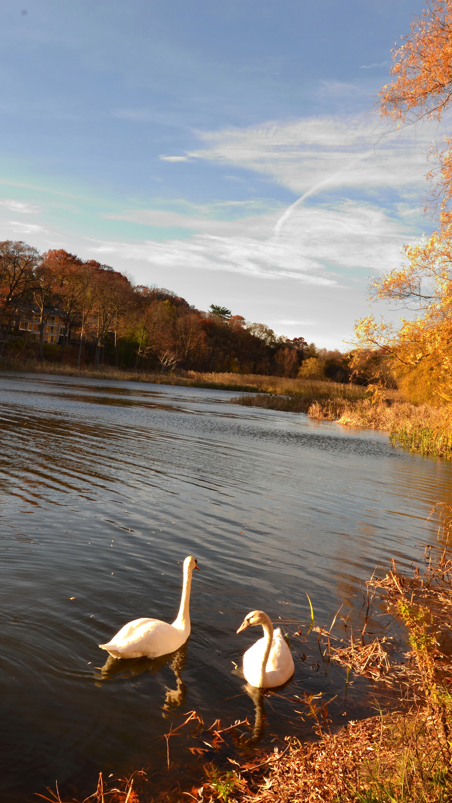 Free download wallpaper Birds, Lake, Tree, Fall, Animal, Swan on your PC desktop