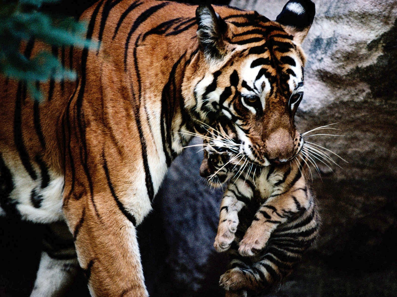 Laden Sie das Tiere, Katzen, Tiger-Bild kostenlos auf Ihren PC-Desktop herunter